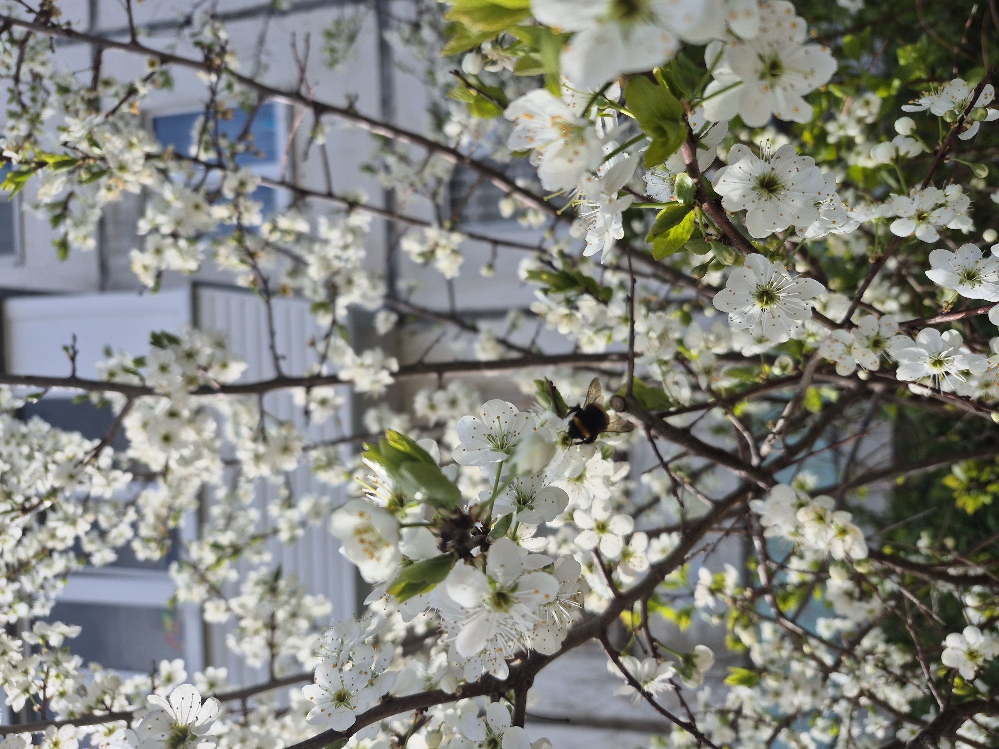 The image depicts a tree in full bloom with white flowers. A bee is visible amongst the flowers. A building with windows is visible in the background. The location is Chaikovsky, Russia.