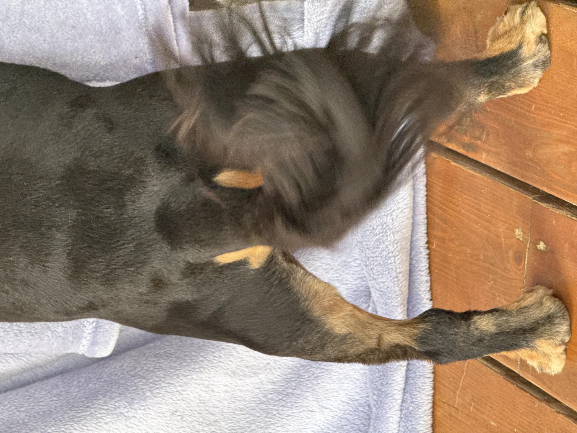 The image shows the hindquarters and tail of a black and tan dog, lying on a light blue, fuzzy blanket. The dog's fur is primarily black with tan markings on its legs and hindquarters. The tail is blurred due to motion, indicating it is wagging. The dog is positioned on a wooden surface, likely a deck or floor, which is made of reddish-brown planks. The background consists of the blue blanket and the wooden surface. There are no people or other animals visible in the image. The lighting suggests it is daytime, with some shadows present on the wooden surface. The location in the city of Andriankovo, Russia, is not discernible from the visual elements present in the image.