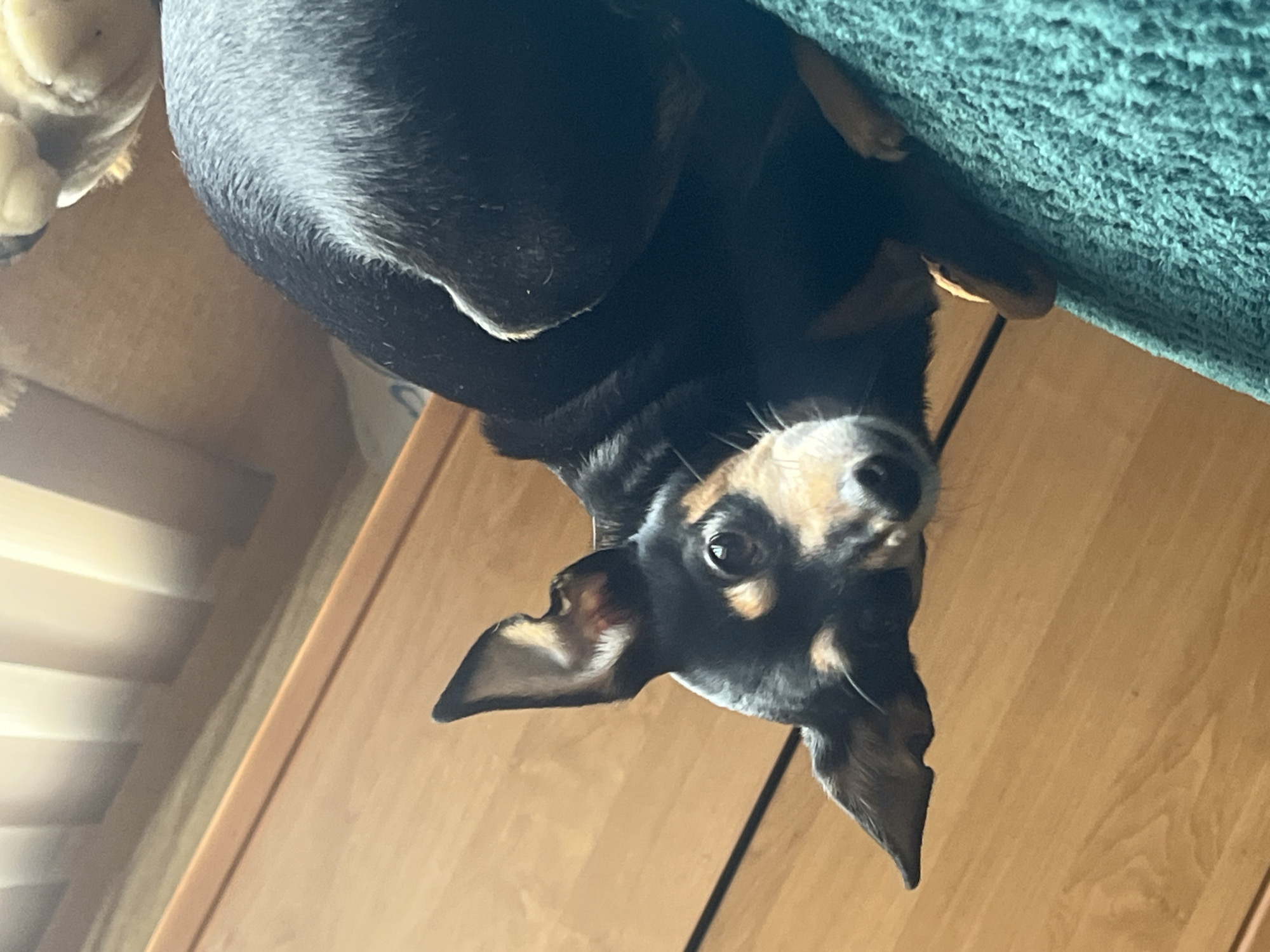 A close-up, angled shot depicts a black and tan dog looking upward. The dog's head is tilted, with its ears perked. The background features wooden paneling and a green, textured surface, possibly upholstery. There are no indications of the location being Sofia, Bulgaria. No people are visible.