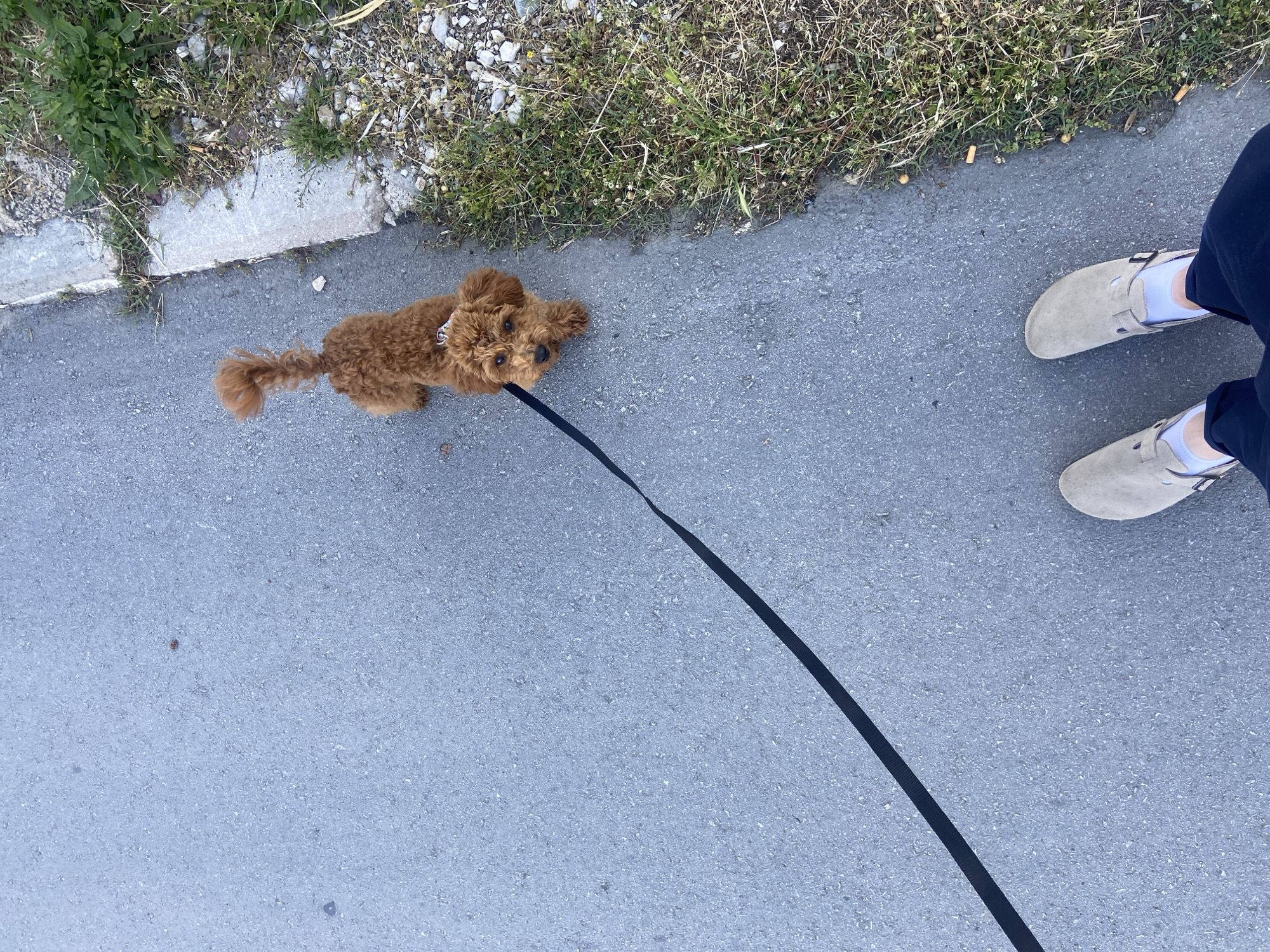 A small, reddish-brown, curly-haired dog, likely a poodle or poodle mix, is the central subject of this overhead shot. The dog is positioned on a dark grey paved surface, possibly a sidewalk or pathway, facing upwards towards the camera or the person holding its leash. It has a curious or attentive expression. A black leash extends from its collar towards the upper right corner of the frame, where the lower legs and feet of a person are visible.
The person is wearing dark pants, white socks, and light grey or beige suede shoes with buckles. To the left and top edge of the paved surface, there is a narrow strip of unkempt grass, weeds, and small rocks, bordered by a concrete curb. Several discarded cigarette butts are scattered along the grassy edge in the upper right.
The scene takes place outdoors in bright daylight, casting subtle shadows. The dog appears to be resting or paused during a walk. No visible text is present in the image. The location context provided is Sutomore, Montenegro.