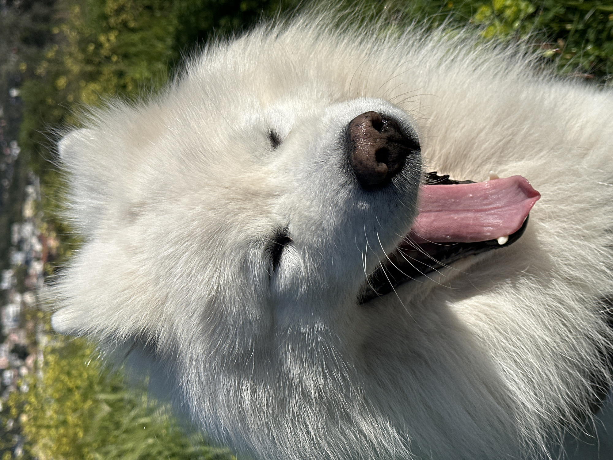 Close-up of a white Samoyed dog with closed eyes, panting with its tongue hanging out. The dog is outdoors in a grassy area, possibly Šušanj, Montenegro. The background includes blurry greenery and a distant view of buildings.