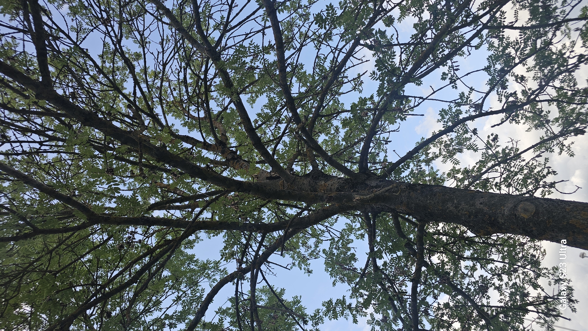 This is a low-angle shot looking up into the canopy of a large tree in Schleiz, Germany. The tree has a thick, textured trunk and numerous branches covered in small, green leaves. The sky is visible through the branches, with patches of blue sky and scattered white clouds. Some small, dark seed pods hang from the branches. The foreground of the image shows the bottom of the tree trunk, and a faint watermark indicates it was taken with a "Galaxy S23 Ultra". The scene appears to be outdoors, with no people or other objects clearly visible in the immediate vicinity of the tree.