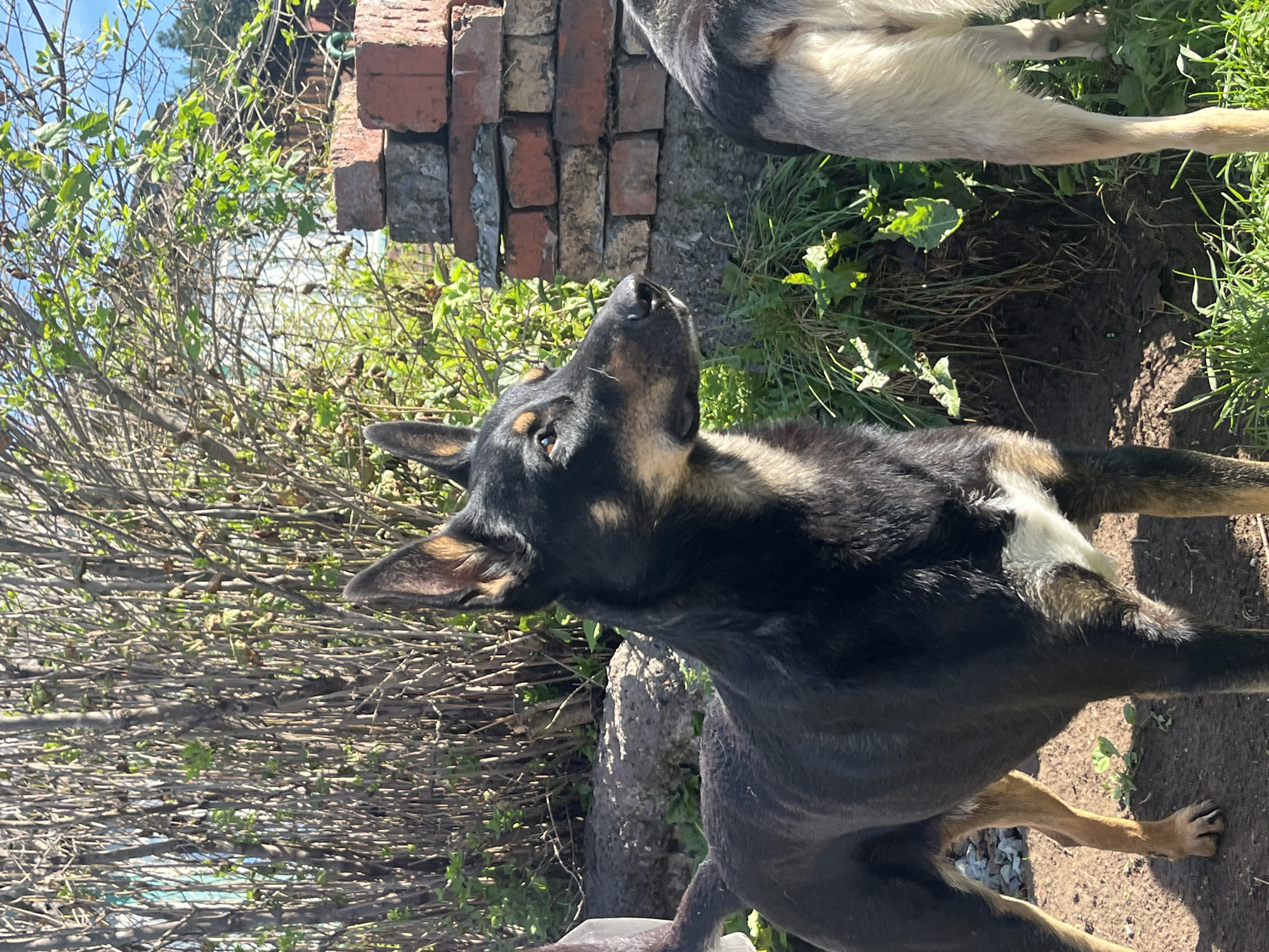 In a sunlit outdoor setting, likely a backyard in Nizhny Tagil, Russia, two dogs are the primary subjects. A black and tan shepherd-type dog stands in the foreground, facing to the right with its head turned slightly towards the camera. It has erect ears, dark fur with tan markings on its face and chest, and a bushy tail. Behind it, another dog, primarily light tan and gray, is partially visible from the rear, showing its hindquarters and back. The environment consists of lush green grass, a dirt path, and a dense hedge or thicket of branches. In the background, a weathered brick wall, constructed with red and gray bricks, stands to the right, with some green foliage growing behind and around it. The lighting suggests a bright, possibly late morning or afternoon day, casting distinct shadows. There are no people or any other discernible objects of interest in the frame.