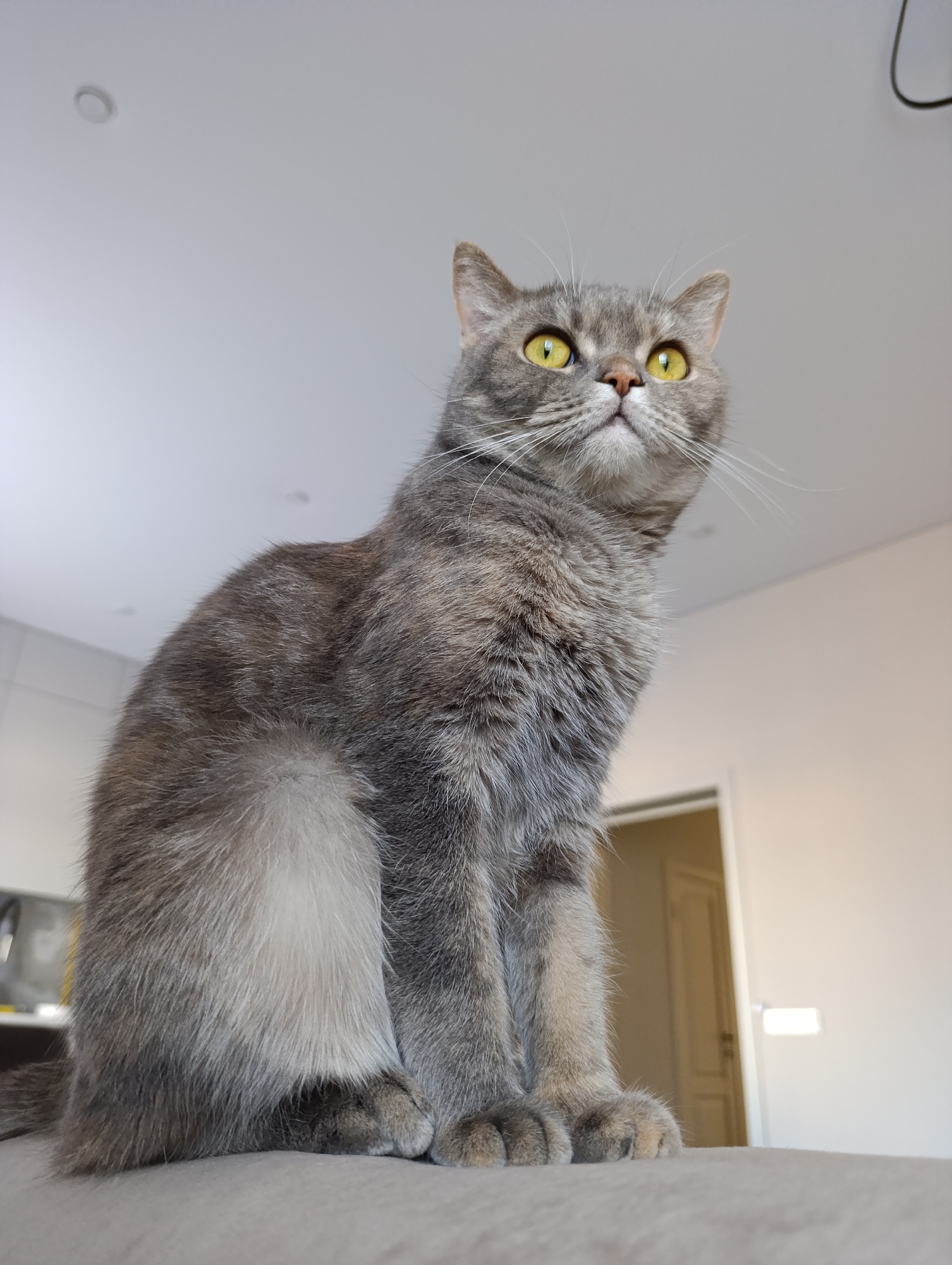 A grey tabby cat with yellow eyes is perched on a beige surface. The cat is facing forward and looking up. The background includes a white ceiling with a recessed light fixture and a doorway leading to another room. The location, Chaikovsky, Russia, cannot be verified from the image alone.