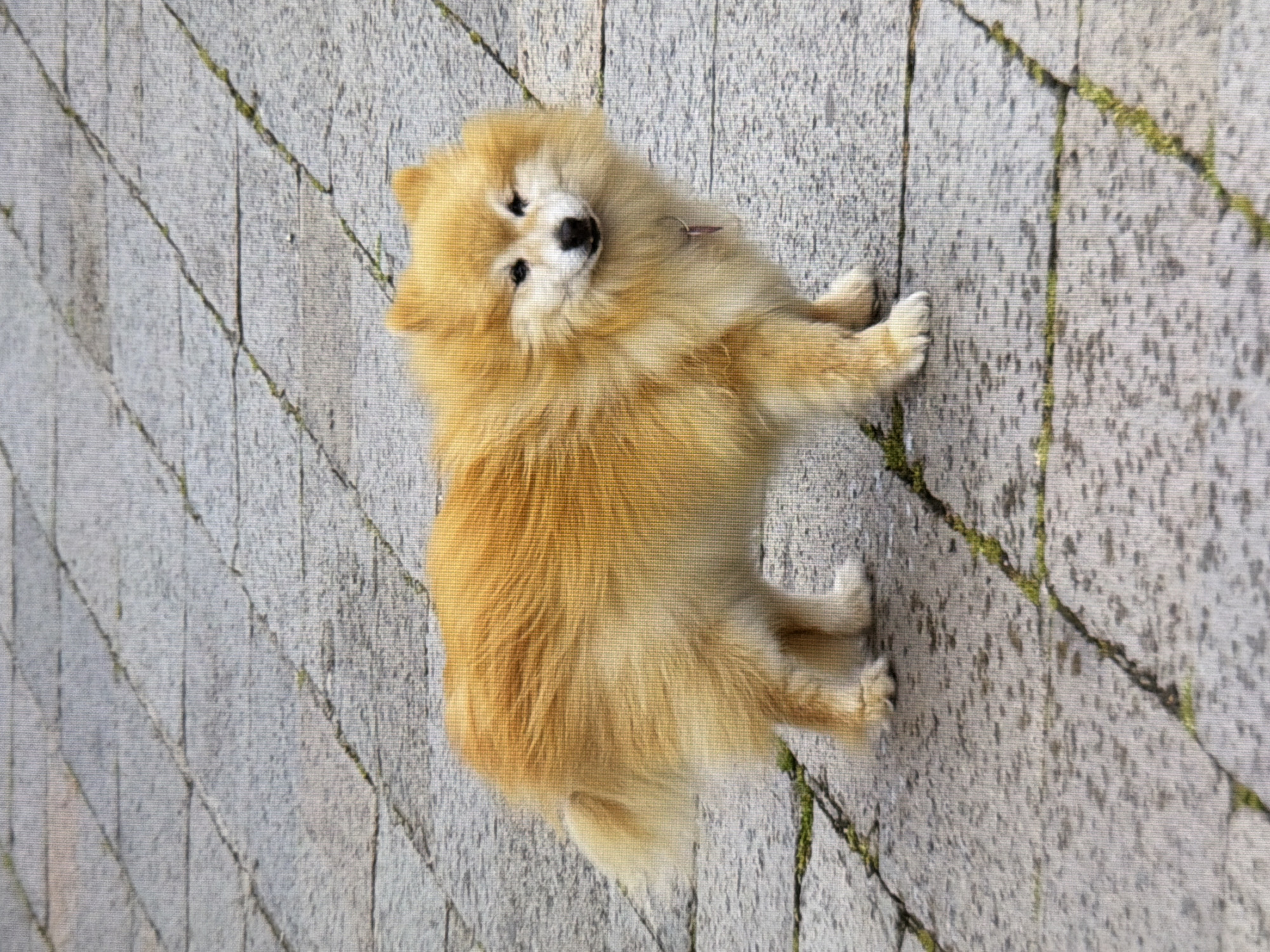 A pomeranian dog stands on a stone-tiled pavement. The dog is facing forward with its head slightly turned to its right. It has fluffy, golden-brown fur and is wearing a thin pink collar. The pavement is made of grey rectangular tiles arranged in a diagonal pattern with some patches of green moss growing in the cracks. The background is blurred, suggesting the photo was taken outdoors. There are no people visible in the image. There is no information available to suggest the location is in Kyiv, Ukraine.