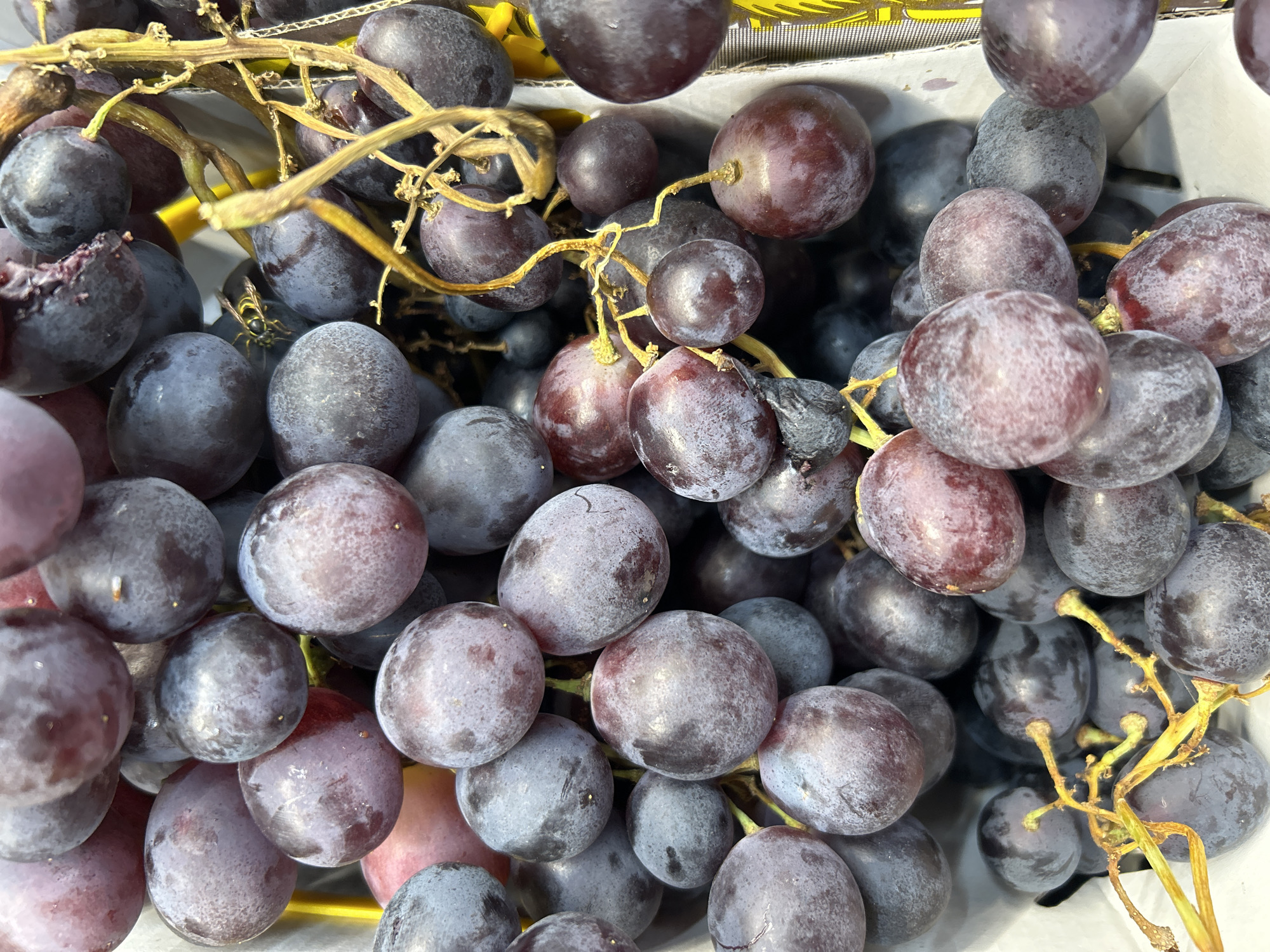 This is a close-up, overhead shot of a large cluster of dark red and purple grapes, some with a slight dusty bloom. The grapes are oval-shaped and clustered together on thin, dry stems. Some grapes appear to be split or slightly bruised. The background is a white surface, possibly a container or display. The lighting is bright and diffused, creating subtle shadows. There are no people or identifiable landmarks in the image. The scene does not provide any information to place it in Detmold, Germany, or any other specific location.