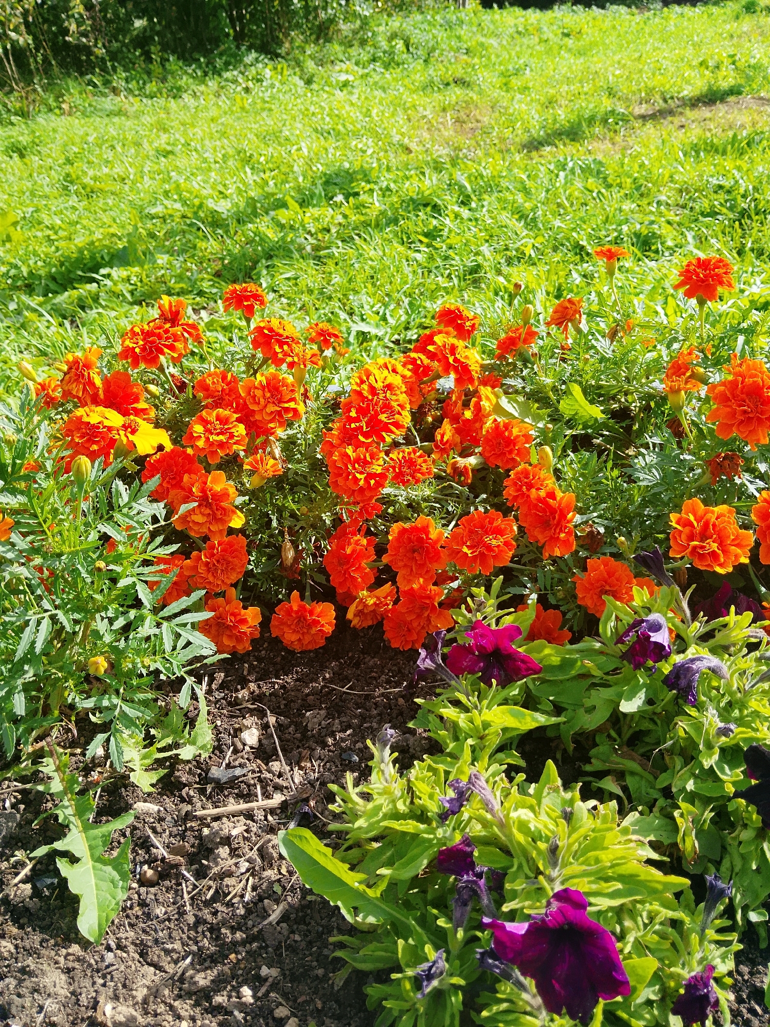 In the city of Verkhopol'e, Russia, a close-up shot captures a vibrant flowerbed bathed in sunlight. The foreground is dominated by a dense cluster of bright orange marigolds, their ruffled petals a testament to summer's bloom. Interspersed among the marigolds are a few dark purple petunias, their velvety petals providing a striking contrast. Lush green foliage surrounds the flowers, some of it appearing slightly yellowed, suggesting the intensity of the sun. The soil beneath the plants is dark and rich, scattered with small twigs and dry leaves. In the background, a sloping expanse of bright green grass rises towards a line of trees, their dark silhouettes forming a natural border under a clear sky. The scene is one of natural beauty, a small patch of cultivated life thriving in the Russian countryside.