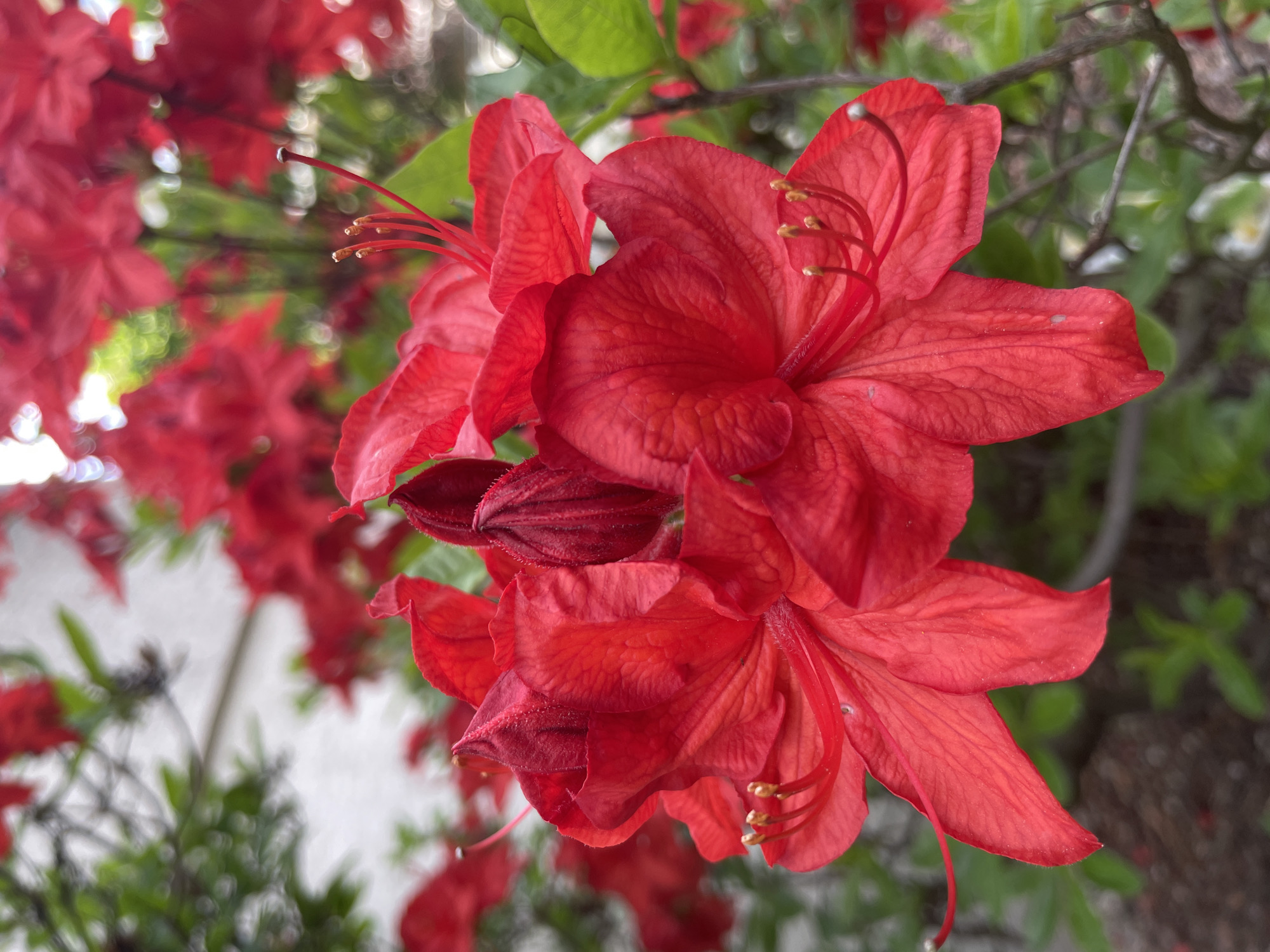 The image depicts a close-up of vibrant red azalea flowers, possibly in a garden or park setting. The flowers are in full bloom, showcasing their petals and delicate stamen. The background features blurry green foliage and hints of other plants, suggesting an outdoor environment. The location is unspecified, the city and state are unknown.