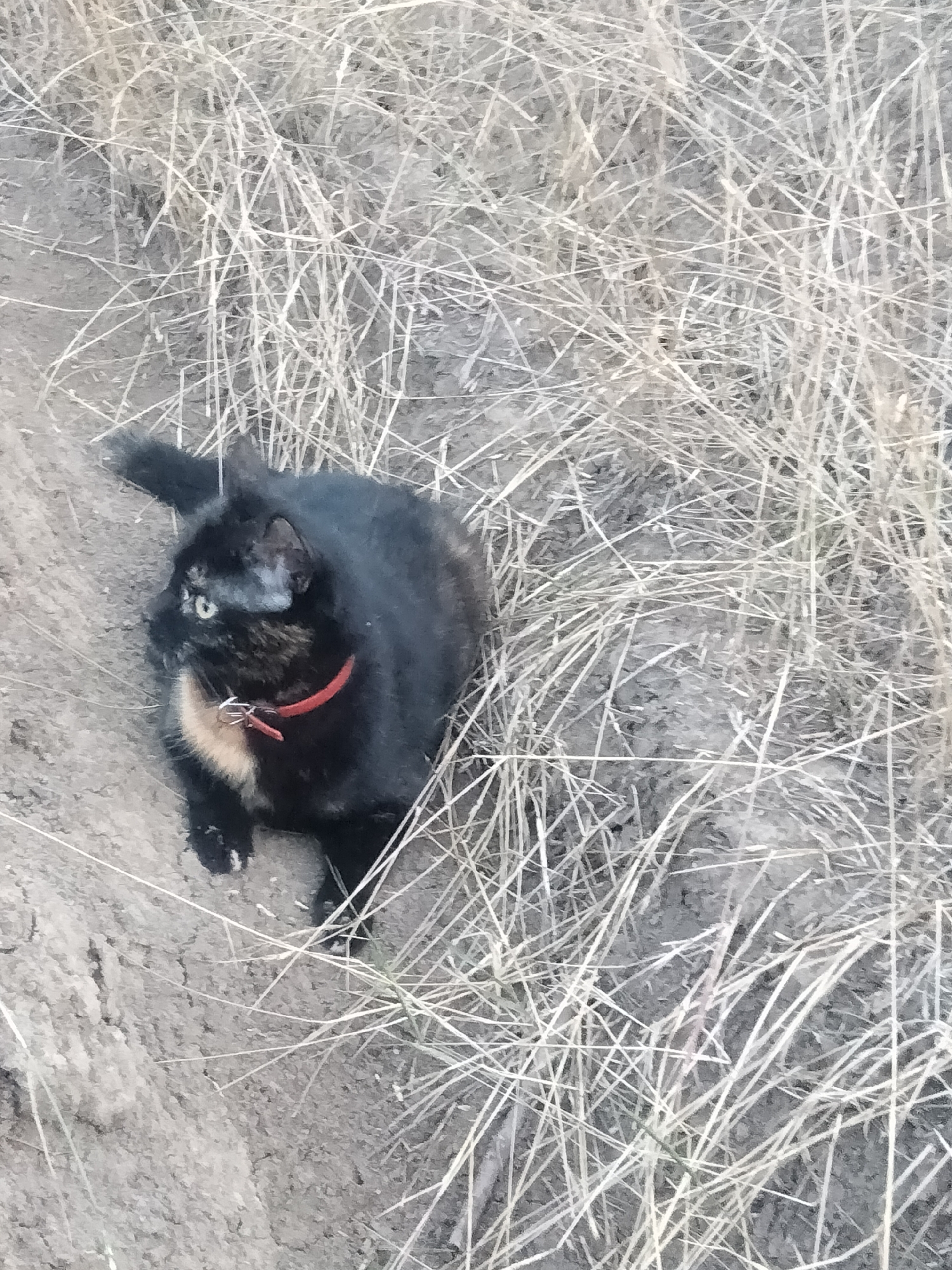 A tortoiseshell cat with a red collar is sitting on dry, patchy ground amidst tall, dry grass. The cat's fur is predominantly black with patches of orange and cream, and its eyes are green. The ground appears to be a mix of dirt and dry vegetation. The scene is set in an outdoor environment, possibly a rural or undeveloped area within the city of Ananiv, Ukraine, given the description of the terrain. There are no people visible in the image.