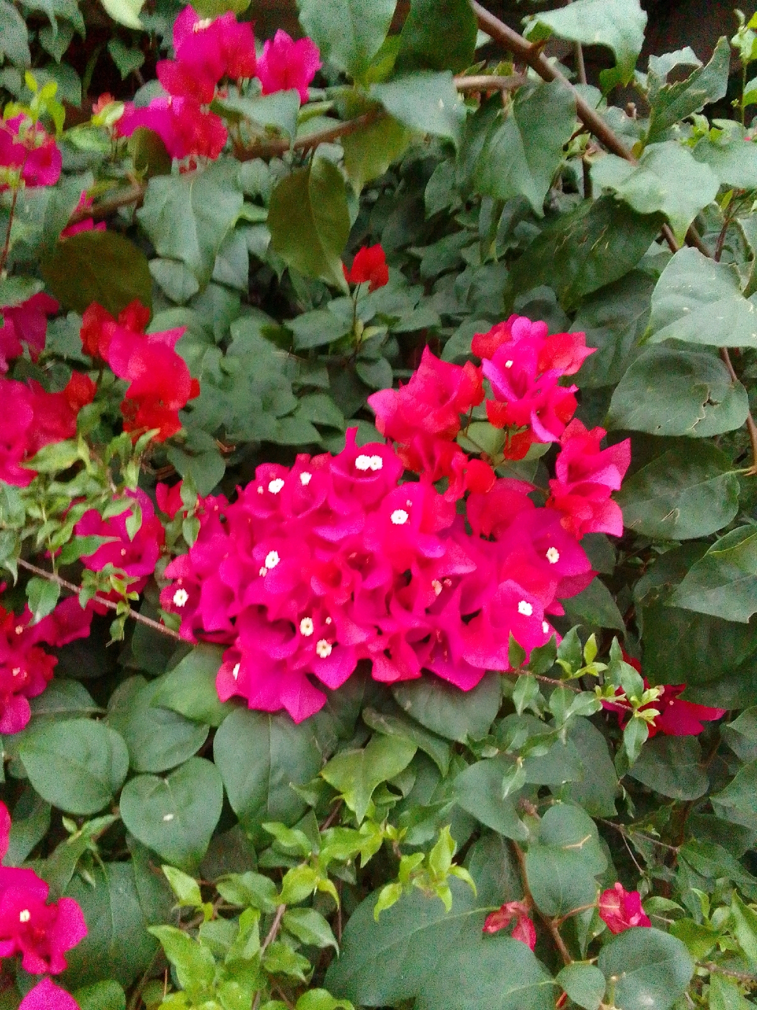 The image displays a dense cluster of vibrant pink and red bougainvillea flowers interspersed with lush green foliage. The flowers are in full bloom, with some appearing as delicate, papery bracts and others with small white stamen visible at their centers. The leaves are a deep green, some broad and ovate, others smaller and more delicate. The overall impression is of a natural, overgrown garden or a wild flowering shrub. The scene is captured in a natural lighting condition, possibly outdoors, with a shallow depth of field that blurs the background and foreground, bringing the flowers into sharp focus. There are no people or animals present. The image is focused on the botanical details of the bougainvillea. There is no information in the image that would indicate its location in the city of Trenggalek, Indonesia.