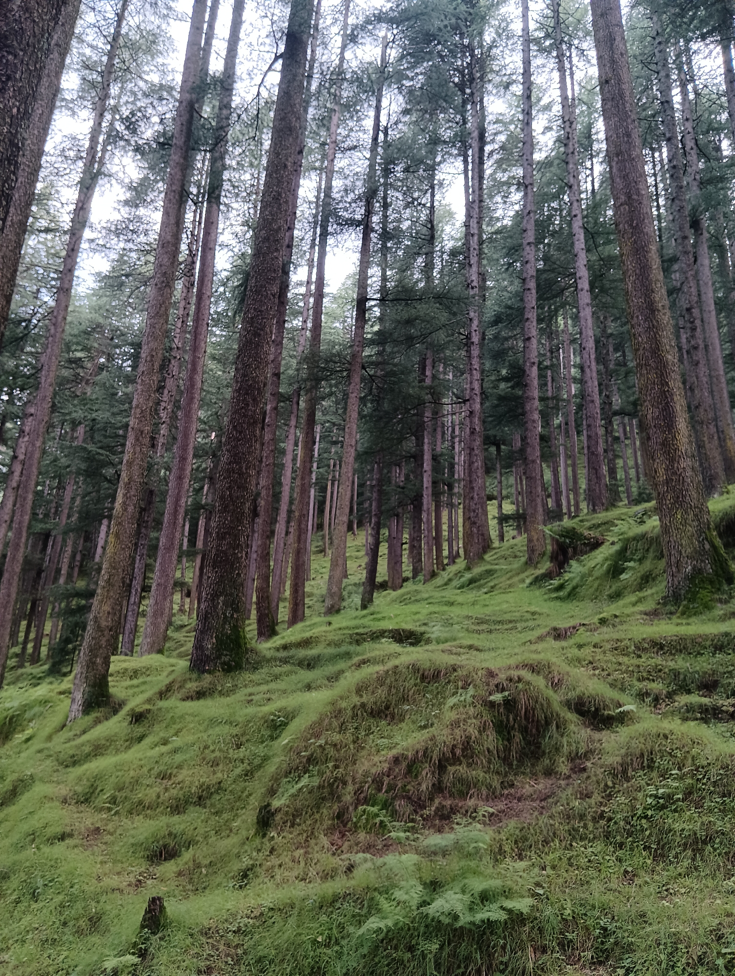 This is a photograph taken in the city of Chhyal, India, showing a dense forest of tall pine trees. The trees have rough, textured bark in shades of brown and grey. They are growing on a steep, grassy slope covered in lush green vegetation, with some patches of darker green ferns. The ground is uneven, with undulating mounds of grass. The sky above is overcast and pale. The image is an eye-level shot looking upwards and slightly to the right, capturing the verticality of the trees and the natural contours of the terrain. There are no people or animals visible in the image. The atmosphere is calm and natural.