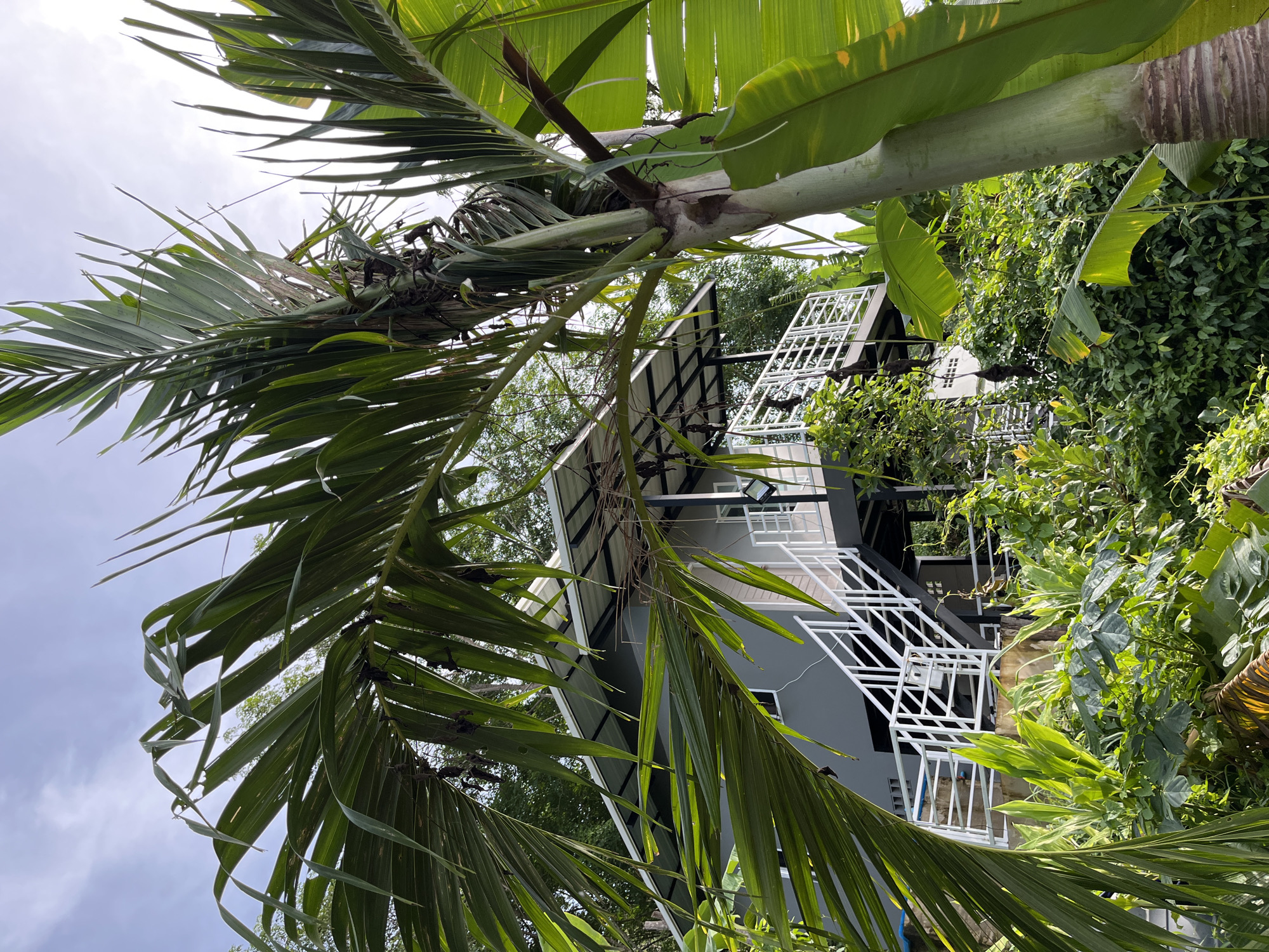 In Chalong, Thailand, a modern grey house with a white railing and stairs stands amidst lush tropical foliage. A large palm tree and banana leaves frame the structure, with the sky visible above. The house appears to be on stilts, with a lower level and an upper deck or balcony. The scene suggests a peaceful, natural setting within the city.