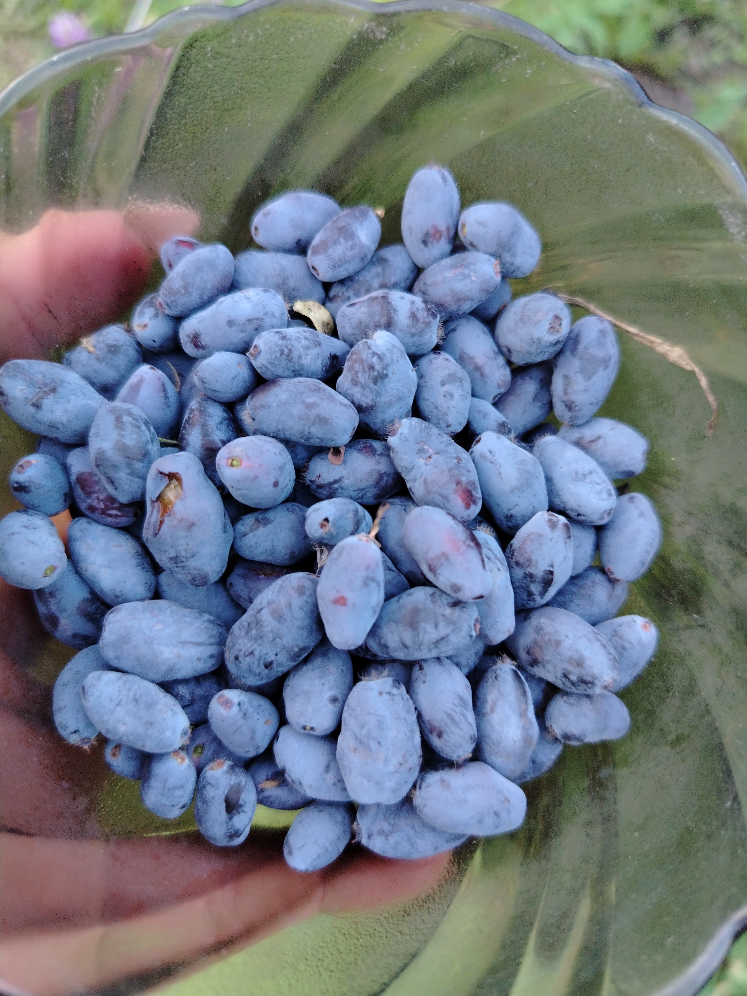 A bowl of blueberries is held by a hand. The berries are dark blue and oblong, with a dusty bloom. Some berries are broken open, revealing lighter flesh. The bowl is made of clear glass and has a fluted edge. The background is blurry and green, suggesting an outdoor setting. The image is taken from a close-up perspective, focusing on the berries. There is no visible text. The lighting suggests it may be daytime. The context provided indicates the location is Russia and the time is dawn.