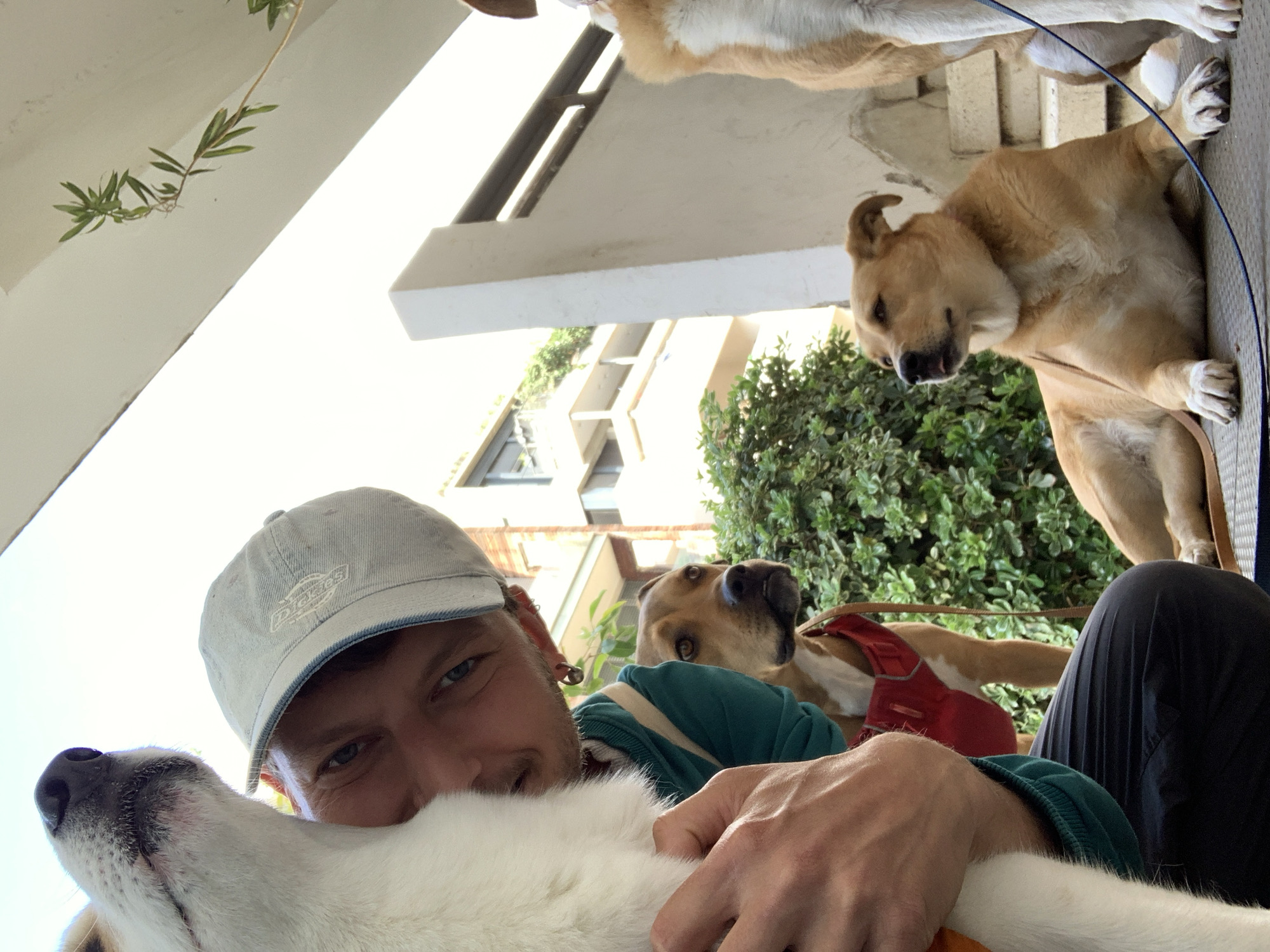 A low-angle selfie shows a man in a gray baseball cap, embracing a white dog. At least three other tan-colored dogs surround them, standing on what appears to be a balcony or raised walkway. The man is wearing a green long-sleeve shirt. Behind them is greenery, and in the distance, buildings are visible under a bright sky. The location is likely Tel-Aviv, Israel, due to the typical architectural style and Mediterranean vegetation.