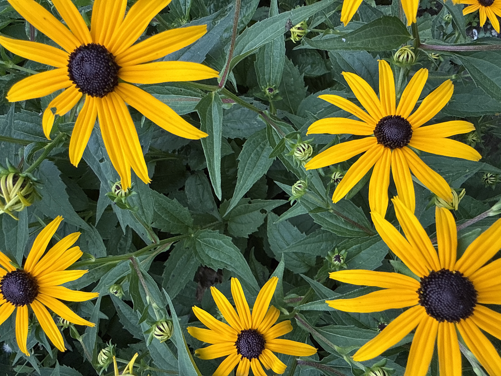 This is a close-up, overhead, daylight shot of several Black-Eyed Susans (Rudbeckia hirta) in bloom, surrounded by their dark green foliage. The flowers are a vibrant yellow with dark brown to black centers. Several buds are also visible among the leaves, some of which are unfurling. The scene appears to be in a garden or natural setting, likely outdoors. There are no people or man-made structures immediately visible in the frame. The image does not provide information about its location within Fairview Township, United States of America.