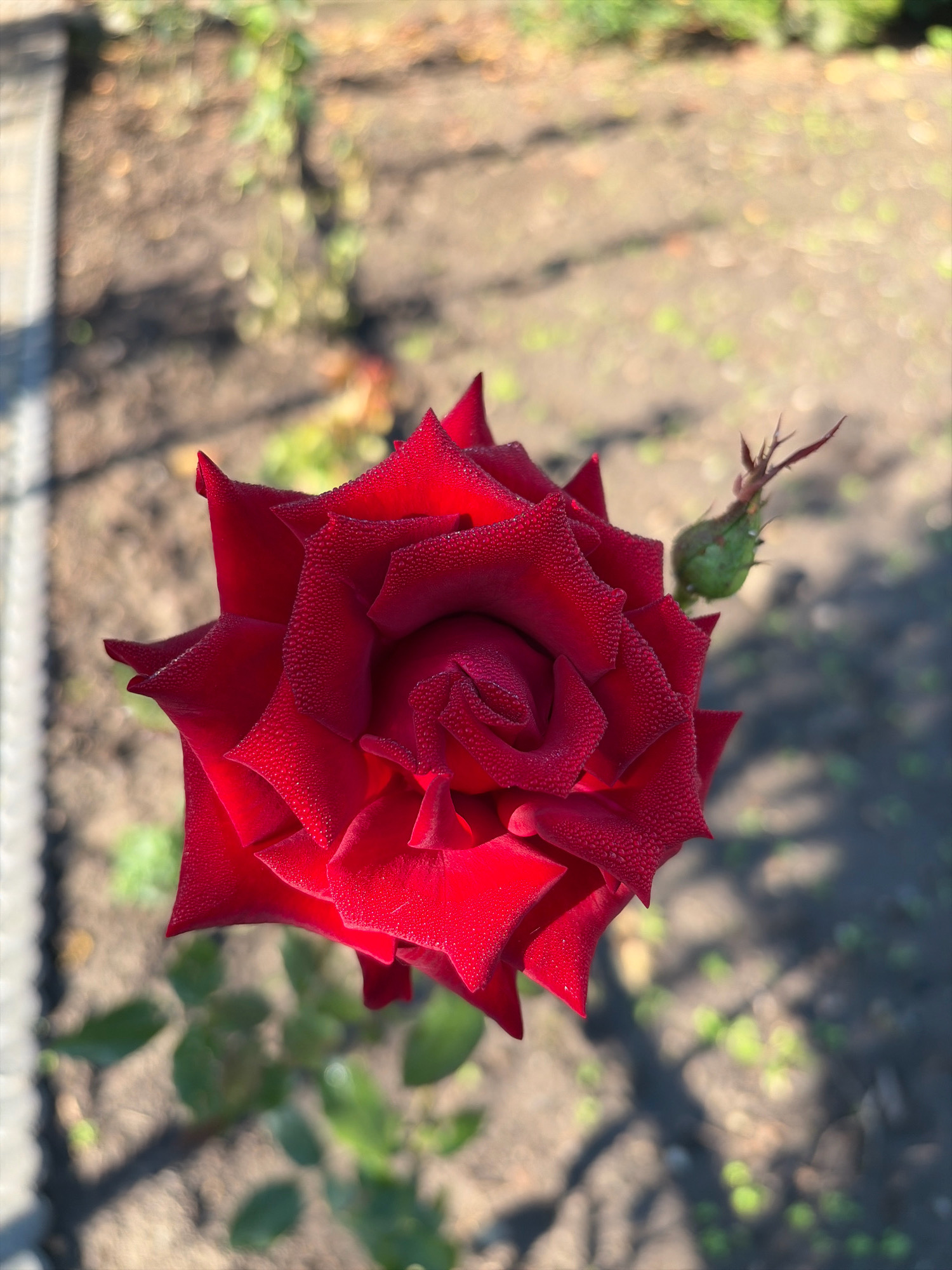 A single red rose, adorned with water droplets, is in full bloom in a garden in Oxentea, Moldova. The rose is centered in the frame, its petals unfurling in a spiral pattern. A small, green rosebud, with developing thorns, is visible to the right of the bloom. The background consists of blurred garden soil, with patches of green foliage and the dappled shadows of sunlight. A grey, textured border, possibly a pathway or edging, runs along the left side of the image. The scene is captured in daylight, with a shallow depth of field that blurs the background and emphasizes the rose.