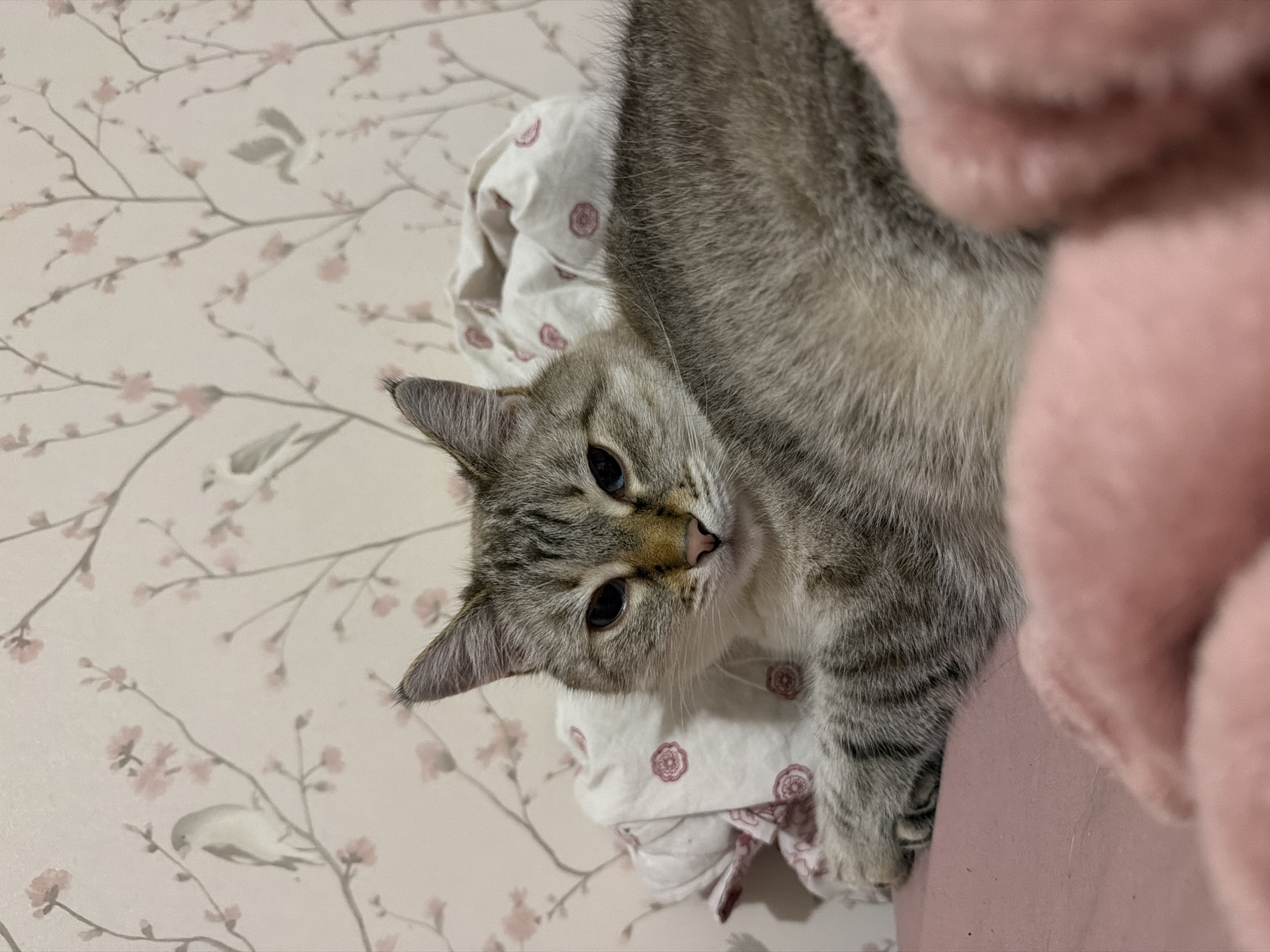A domestic cat with grey tabby markings and blue eyes is lying on a pink blanket in front of a wall covered with floral wallpaper featuring pink blossoms and small birds. The cat is looking directly at the camera. In the background, a pile of white fabric with a red floral pattern is visible. The overall impression is that of a domestic setting. There is no information in the image to indicate the location in Moscow, Russia.
