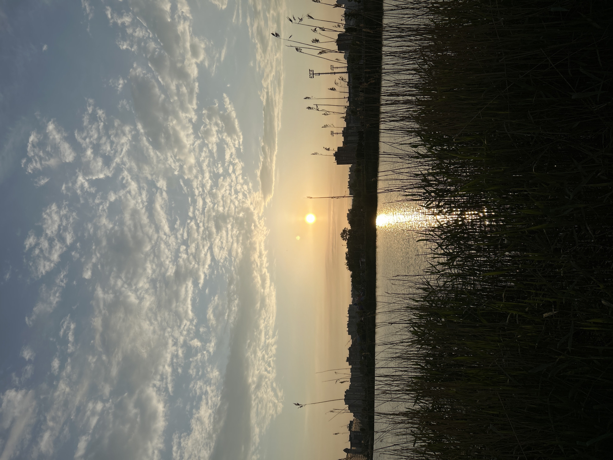 The image depicts a sunset over a body of water. On the right side of the frame, dense reeds or tall grasses line the water's edge. Buildings are faintly visible in the distance beyond the reeds. The sun, appearing as a bright orb, casts a reflective glow on the water's surface. The sky is filled with puffy white clouds, contrasting with the warm hues of the sunset. The location is possibly Saint Petersburg, Russia, given the typical natural landscape of the region. No people are visible in the image.