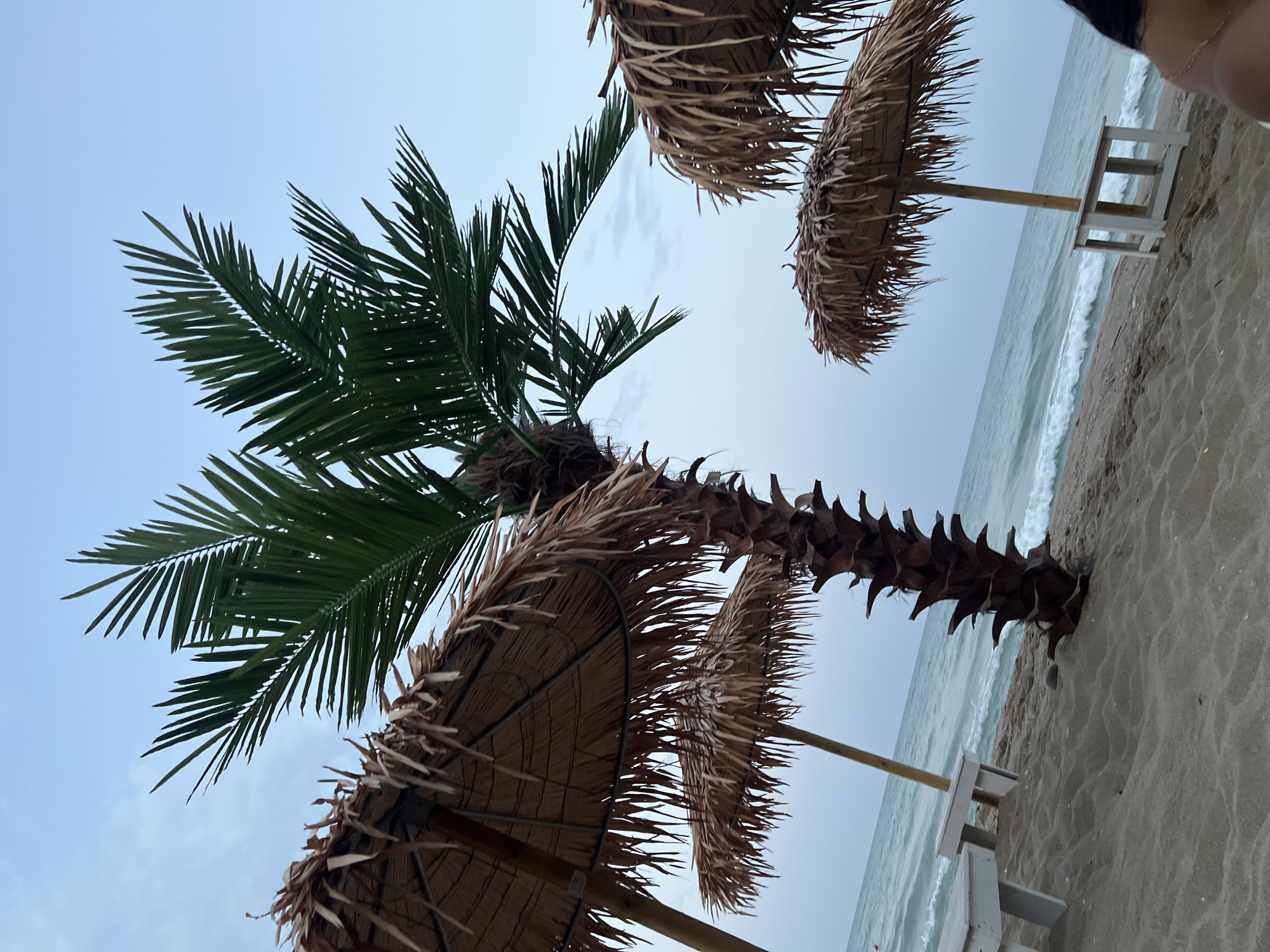 The image depicts a serene beach scene in Obzor, Bulgaria, under a cloudy sky. In the foreground, a sandy beach is lined with straw umbrellas and white benches. A palm tree stands prominently in the center, its fronds reaching towards the sky. The gentle waves of the sea create a soothing backdrop, with the coastline stretching into the distance. The overall atmosphere is one of tranquility and relaxation, inviting viewers to imagine a peaceful day by the sea.