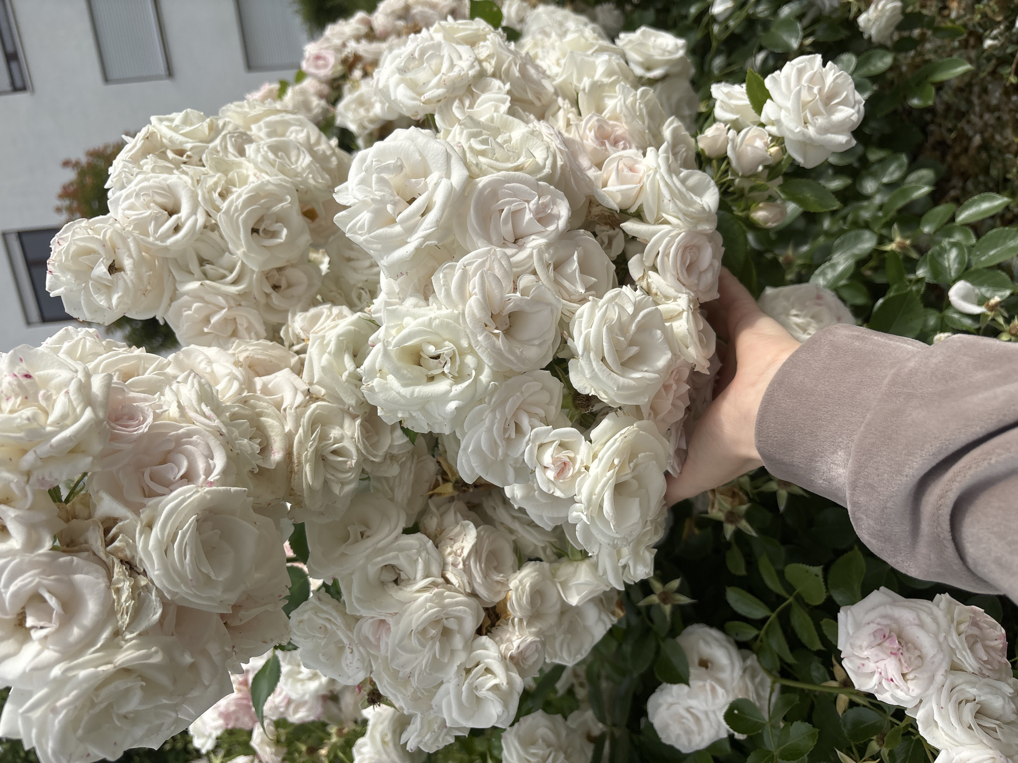 In an outdoor urban setting, a person's hand, clad in a taupe-colored garment, is reaching into a dense cluster of white roses. The roses are in full bloom, with some showing delicate pink tinges. The background features a building with white walls and horizontal windows, suggesting a residential or commercial area. Green foliage and other rose bushes are visible, indicating a garden or landscaped space within the city. The sunlight casts shadows, implying it is daytime.