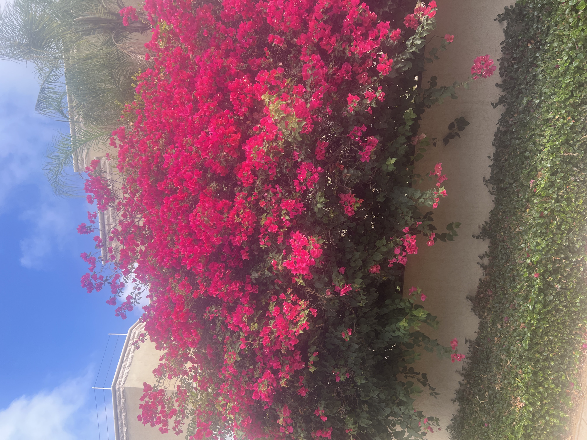 A vibrant bougainvillea bush with bright pink flowers dominates the foreground of this image. The bush is lush and full, cascading over a light-colored, textured wall. Below the wall, a dense green ground cover, possibly ivy, lines the bottom of the frame. In the background, a building with a stone-like facade and palm trees can be seen against a bright blue sky with scattered white clouds. The scene is set in the city of Hof HaCarmel Regional Council, Israel, suggesting a warm, Mediterranean climate. There are no people or animals visible in the frame.