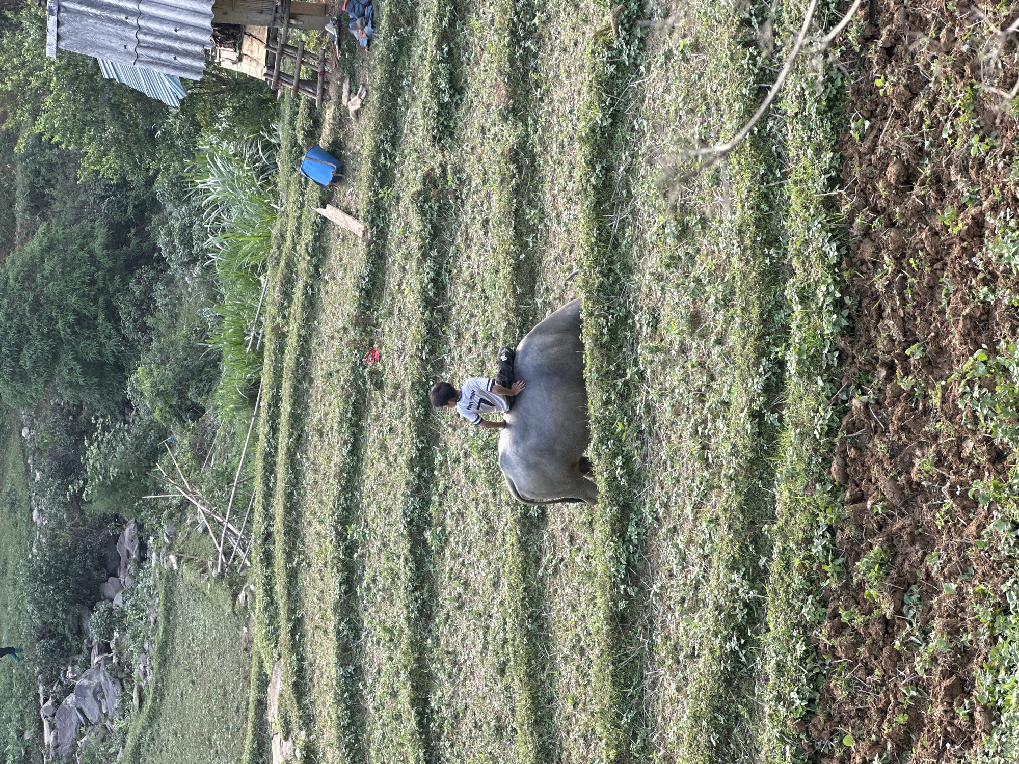 This image captures a serene rural agricultural scene in Lao Chai, Vietnam, illuminated by natural daylight. The primary subject is a young person, likely a boy, riding a large, dark grey water buffalo. The boy is wearing a white t-shirt with the text "PHU NHON" and the number "7" printed on it. He is positioned comfortably on the buffalo's back as it moves across a cultivated field.
The setting consists of an agricultural landscape with numerous parallel rows of green vegetation, suggesting terraced crops or planted furrows. To the right, a section of freshly tilled brown earth is visible, contrasting with the greenery. The background on the left is dominated by dense, lush green trees and foliage, indicative of a forested hillside.
In the upper-left portion of the scene, a rustic shelter or small house with a corrugated metal roof and wooden beams is visible. Nearby, a blue plastic bucket, several wooden stakes or poles, and some backpacks/bags are scattered on the ground. Other details include scattered rocks and wilder vegetation along the edges of the cultivated land. The overall impression is one of peaceful, everyday life in a farming community.