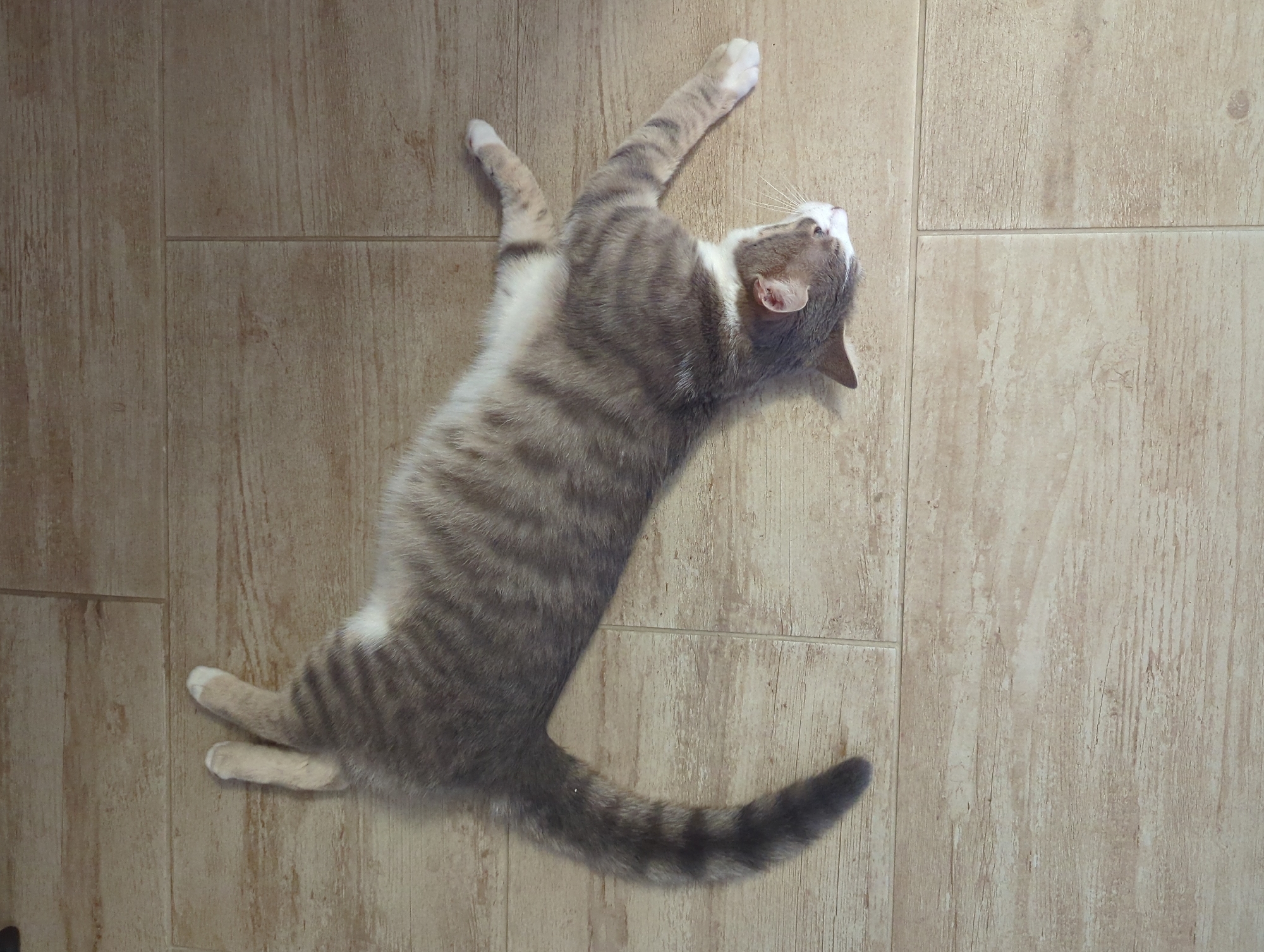 The scene features a grey tabby cat with light beige and white markings, lying fully stretched out on its back on a light beige tiled floor with a simulated wood grain texture. The cat's head is turned to its left, resting on the floor, with its eyes appearing closed, indicating relaxation or sleep. Its muzzle and chin are white. All four paws are extended, displaying white 'socks' on the tips. The tail, which is dark grey with faint stripes, is also extended. The rectangular floor tiles have visible grout lines. The location, as specified, is in the city of Burgas, Bulgaria.