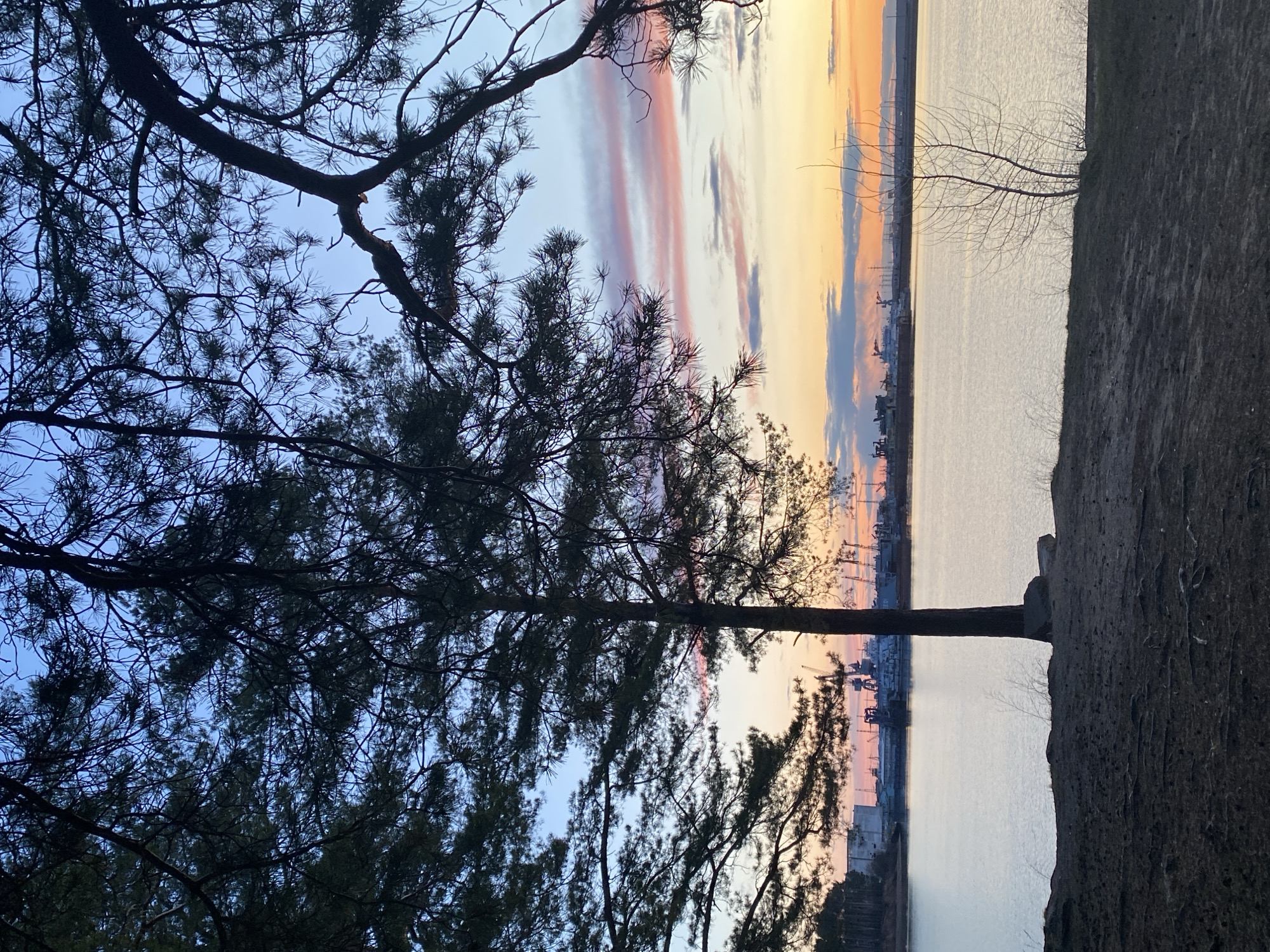 The image displays a picturesque landscape scene captured during either sunrise or sunset, viewed from behind a foreground of dense trees. The dominant elements in the foreground are the dark, intricate silhouettes of pine trees and their branches, which frame the left and upper sections of the composition. The branches, some with needles, create a complex pattern against the bright sky.
In the midground, a wide and calm body of water stretches across the frame, subtly reflecting the colors of the sky above. On the right side of the foreground, a patch of textured ground or a dirt bank is visible, sloping towards the water's edge.
The background reveals a distant horizon line marked by an industrial area or port. Here, the dark silhouettes of numerous structures, including what appear to be cranes and buildings, stand against the vibrant sky.
The sky is a prominent feature, showcasing a striking gradient of colors indicative of dusk or dawn. It transitions from cooler blues on the far left, through soft pinks and purples in distinct striped cloud formations, eventually blending into warm oranges and yellows towards the right side of the frame. The scene captures a tranquil moment where natural beauty coexists with human industrial presence. No people or explicit activities are visible, and there is no discernible text in the image.