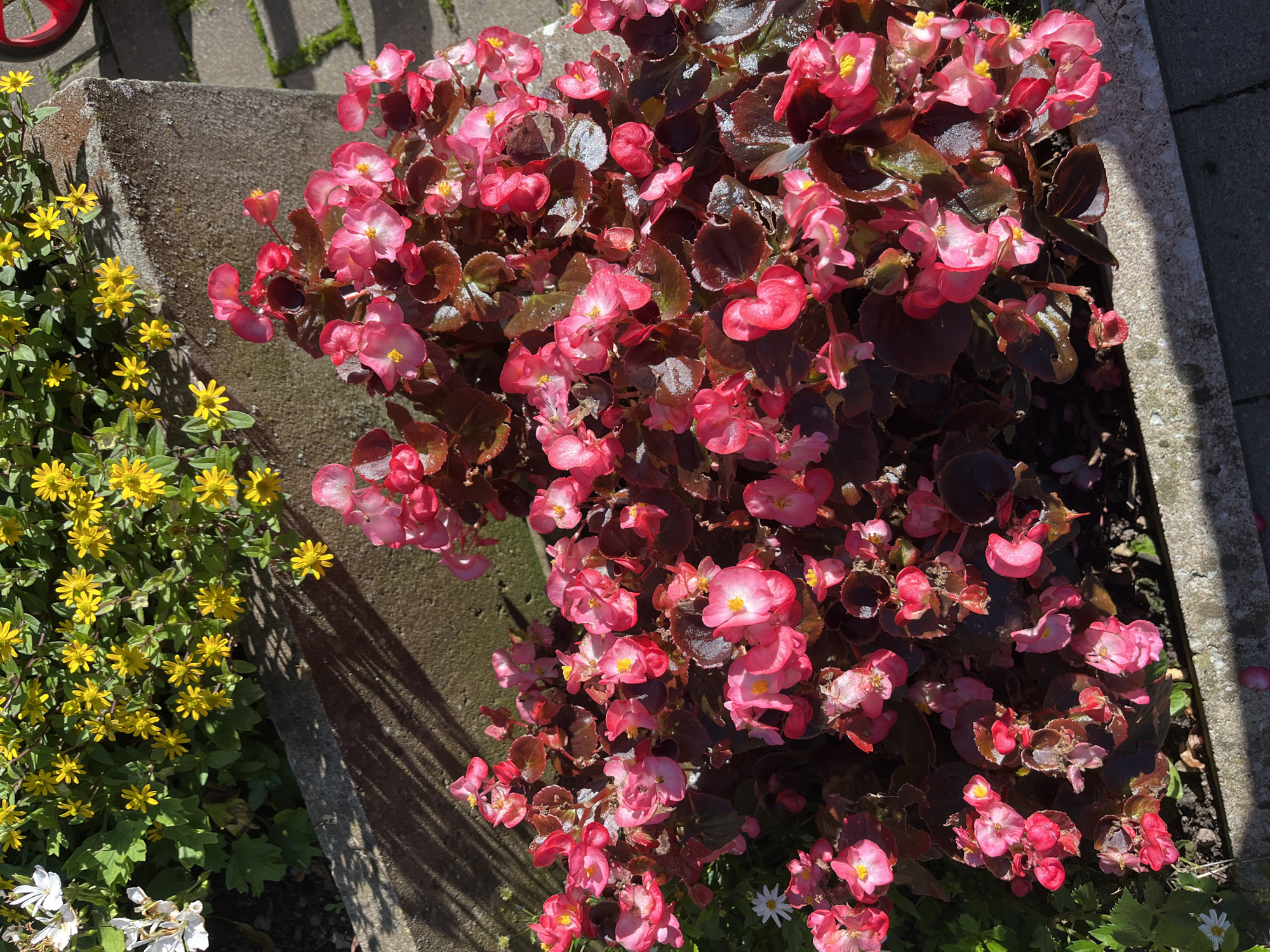 A close-up, overhead shot features a planter box filled with vibrant pink begonias. The flowers, some fully bloomed and others in bud, exhibit a range of pink hues from light to deep fuchsia. The begonia leaves are a dark, glossy red-brown, creating a striking contrast with the blooms. In the background, a concrete planter edge is visible, casting shadows from sunlight. Above and behind the begonias, yellow flowers with multiple petals are densely packed, interspersed with green foliage. A few white flowers, possibly daisies, are also present in the planter. The scene appears to be outdoors in a well-lit environment, likely a garden or public space in Kohtla-Järve linn, Estonia, given the provided context. The ground visible beyond the planter is paved with grey interlocking stones, suggesting an urban or suburban setting. There are no people or animals visible in the image.