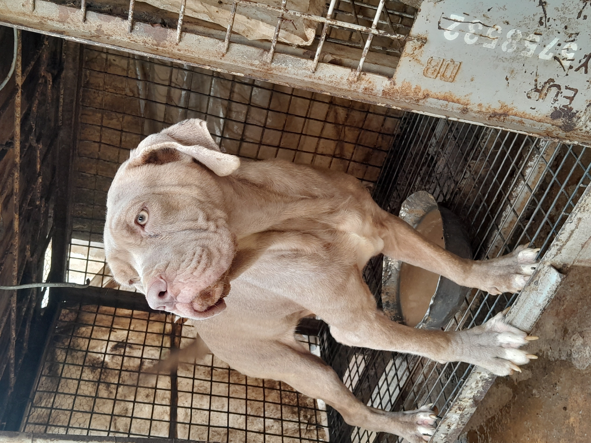 A light-colored, short-haired dog with floppy ears is inside a metal cage. The cage appears to be old and rusty. A metal bowl is visible inside the cage. The location of the image is Jos, Nigeria.