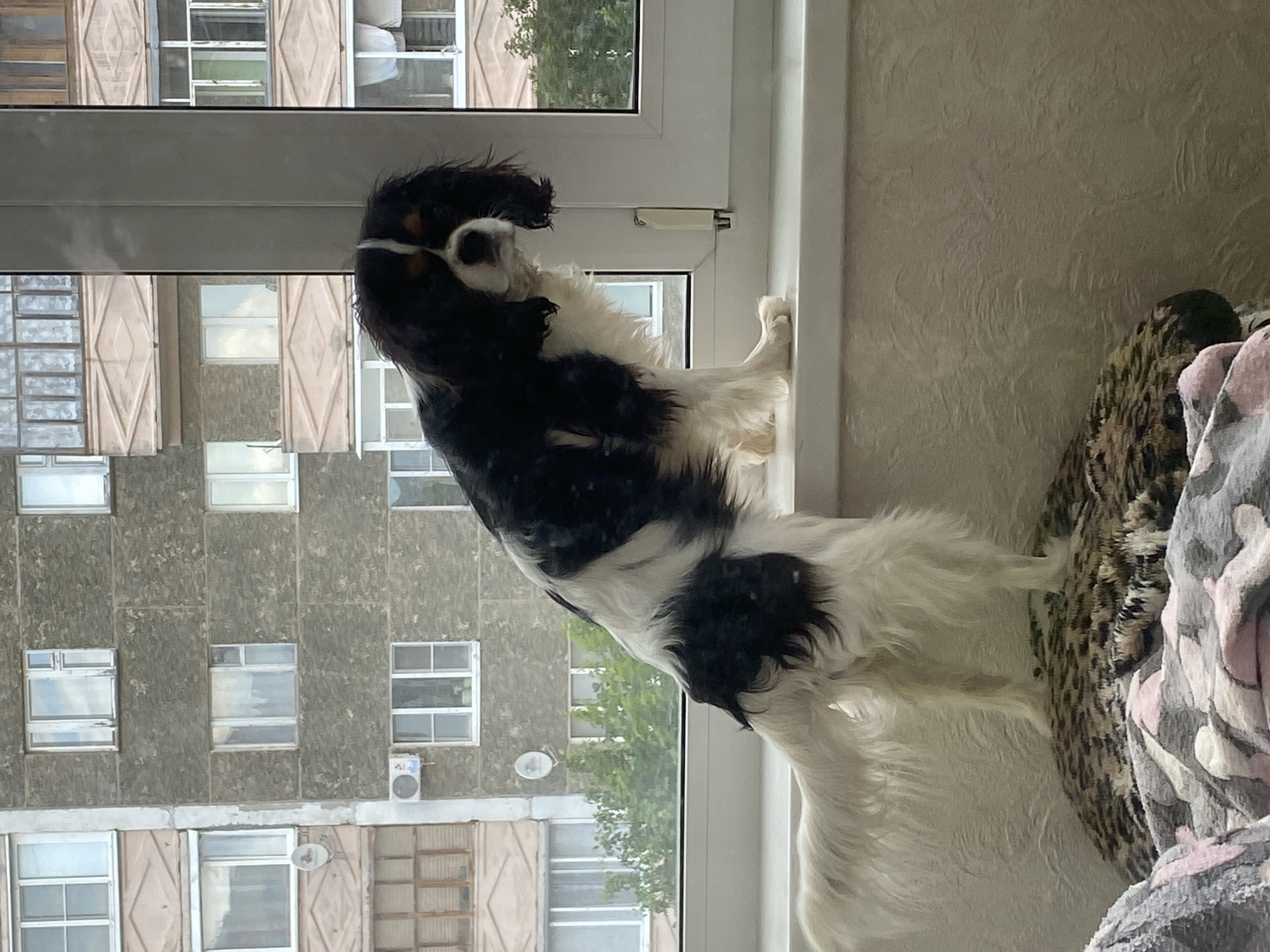 A Cavalier King Charles Spaniel dog with black and white fur stands on a windowsill, looking towards the viewer. The dog is positioned in front of a large window that looks out onto an apartment building. The apartment building is gray and has multiple windows and balconies. Trees are visible between the dog and the building. The foreground shows a textured wall and a leopard-print cushion. The scene appears to be an interior residential space within the city of Votkinsk, Russia.