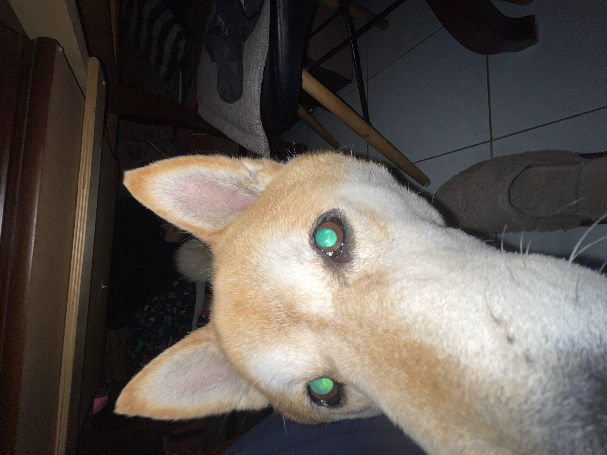 A close-up, low-angle shot depicts the head of a tan and white dog. The dog's head is tilted, bringing its nose close to the camera. Its eyes reflect green light. A wooden chair and tiled floor are visible in the background. The left edge of the frame shows a wooden cabinet. The scene's location is unknown.