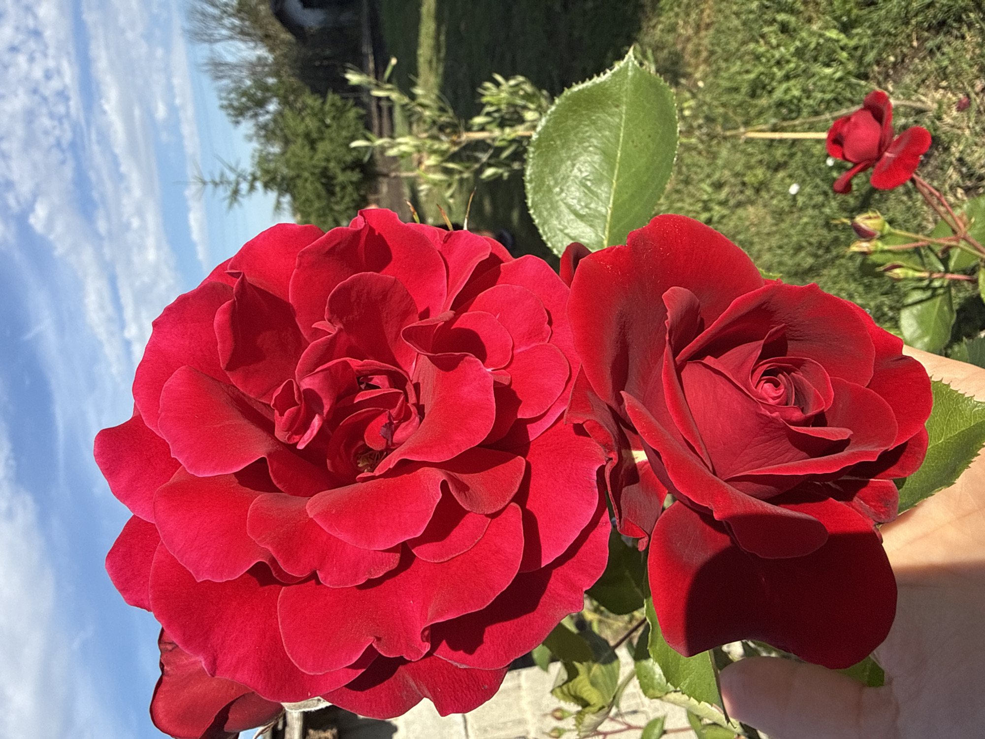 The image shows two bright red roses in the foreground, with the one on top appearing larger and more fully bloomed. The roses are positioned slightly to the left of the frame, with their petals catching the sunlight. Behind the roses, a hand is visible on the lower left, supporting the lower rose. The background consists of a green lawn, some trees, a small building, and a blue sky with scattered white clouds. The scene is outdoors, likely in a garden. The image does not contain information about the city of Marinka, Bulgaria.