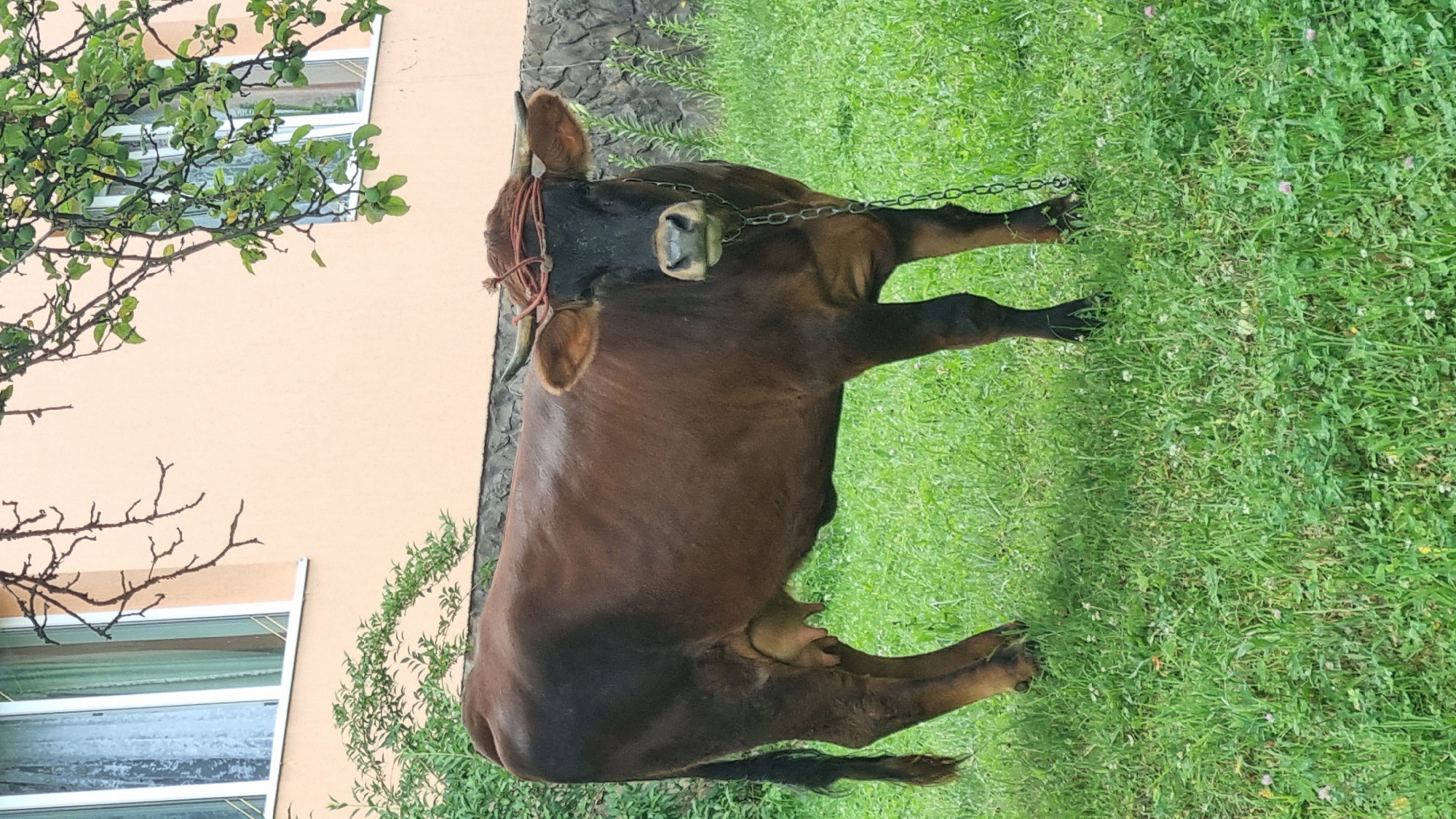 A brown cow stands in a grassy area in front of a light peach-colored building. The cow is facing the camera and has a metal chain around its neck. Its horns are adorned with a red rope. The building has a stone foundation and a window with white trim and a curtain. Green foliage, including tree branches with small green fruits, overhangs the building and the cow. The grass is green and dotted with small white and pink flowers. The overall scene appears to be outdoors in a rural or semi-rural setting, likely in Vyshka, Ukraine, given the context provided.