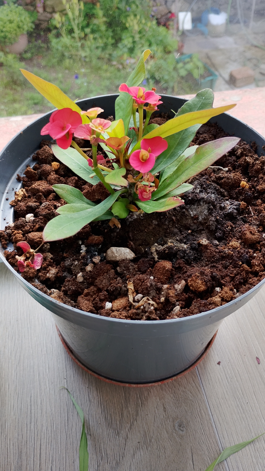 A potted plant with pink flowers sits on a wooden surface, possibly a windowsill. The plant has green leaves and thorny stems. The pot is dark grey and appears to be made of plastic. In the background, a blurred view of greenery suggests an outdoor environment. The image is a close-up shot, focusing on the plant. There is no information in the image to indicate it is located in Smolyan, Bulgaria.