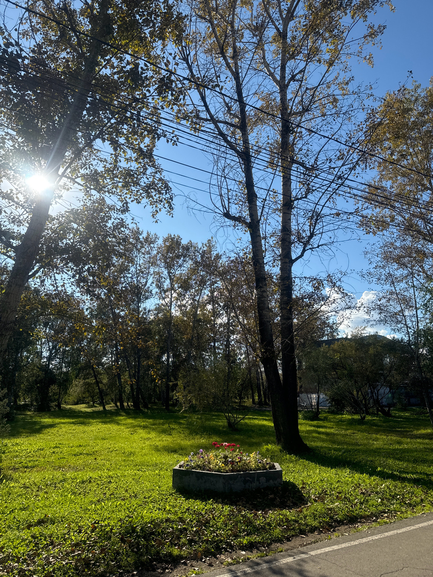 The image depicts a park scene bathed in sunlight, with tall trees and a clear blue sky. In the foreground, a concrete planter box filled with colorful flowers, including red and purple blooms, sits on a patch of green grass. The grass itself is illuminated by dappled sunlight, with fallen leaves scattered around its edges. A paved path with white markings runs along the bottom right of the frame, suggesting a public recreational area. The background is filled with more trees, some with autumn foliage, and a dense forest can be seen further in the distance. Utility wires are strung between some of the trees, indicating the presence of infrastructure within the park. The overall impression is one of a serene, well-maintained urban green space. The image appears to have been taken in Irkutsk, Russia, given the context of the prompt, likely in an outdoor park area during the autumn season. There are no people or animals visible in the scene.