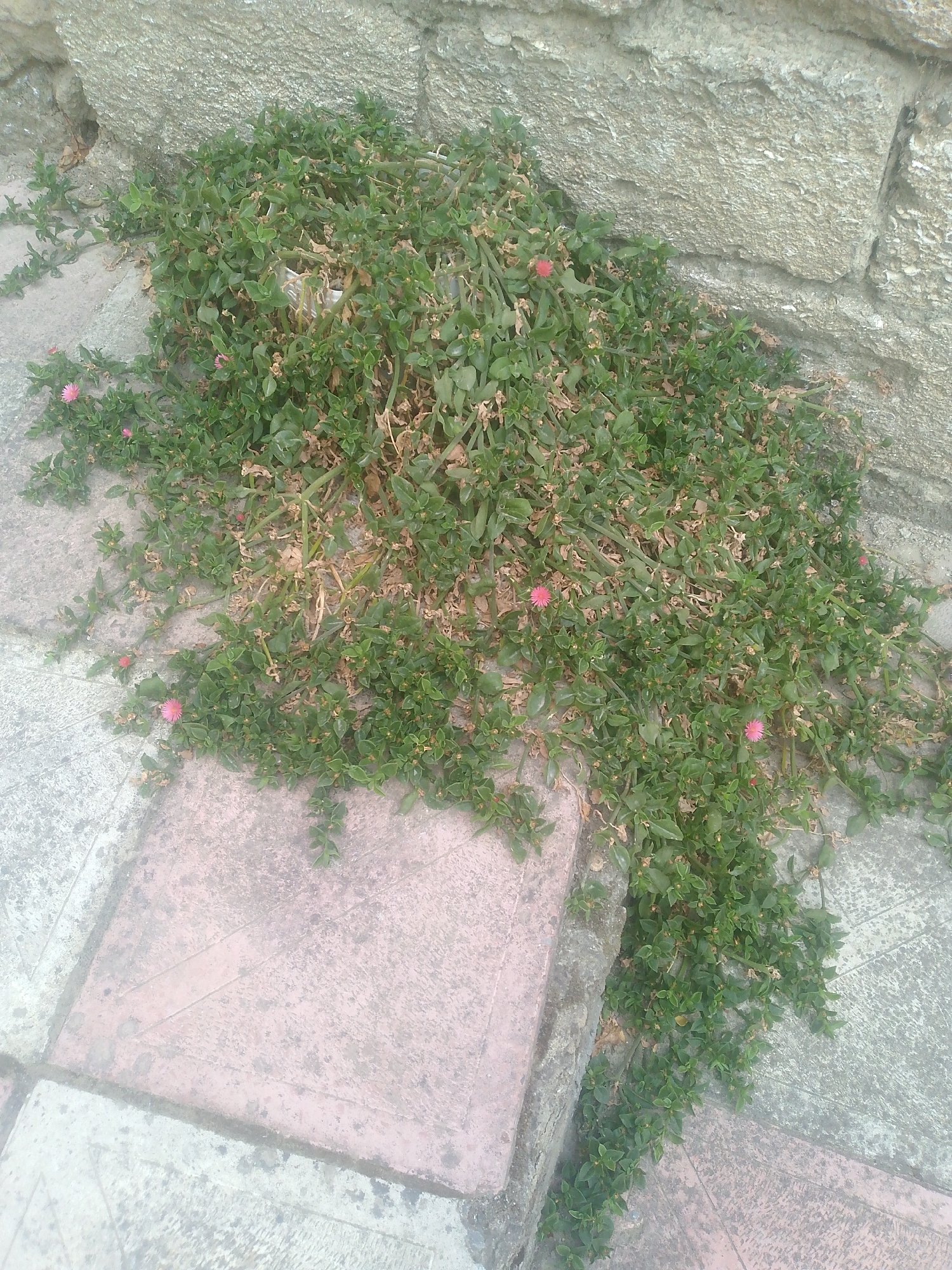 A thick, low-lying plant with small green leaves and occasional pink flowers is growing out of a crevice between a stone wall and a stone paved area. The stone wall is made of rough, irregular light-colored blocks. The paved area consists of square-shaped tiles, some of which are pinkish-red and others are a lighter grey. The plant appears to be somewhat overgrown and has a mixture of green and dry brown foliage. A few small, pink, daisy-like flowers are visible within the plant. The scene suggests an outdoor setting, possibly in a garden or pathway in the city of Surahani, Azerbaijan. There are no people or animals visible in the image. The lighting suggests it is daytime.