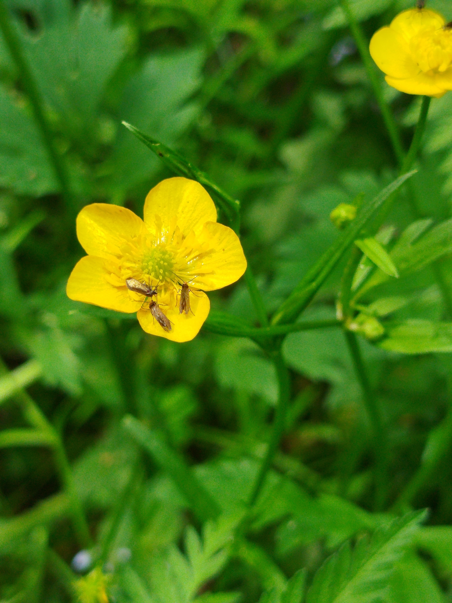The image shows a close-up of a yellow buttercup flower with three small, winged insects on its petals. The insects appear to be resting or feeding. The flower is surrounded by green foliage. The image was taken in a natural setting, likely a field or meadow. While the prompt mentions the city of Боровково, Russia, there is no information in the image to confirm the location.