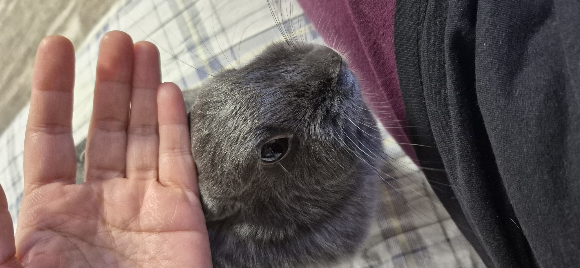A close-up, vertical shot captures a person's hand gently resting on the head of a dark gray rabbit. The rabbit's eye, a dark pupil with a slight reflection, is visible, as are its long whiskers. The background consists of a checkered blanket and a portion of a person's dark clothing. The image is focused on the rabbit and the hand. There is no indication of the location within the city of Ussurijsk, Russia.