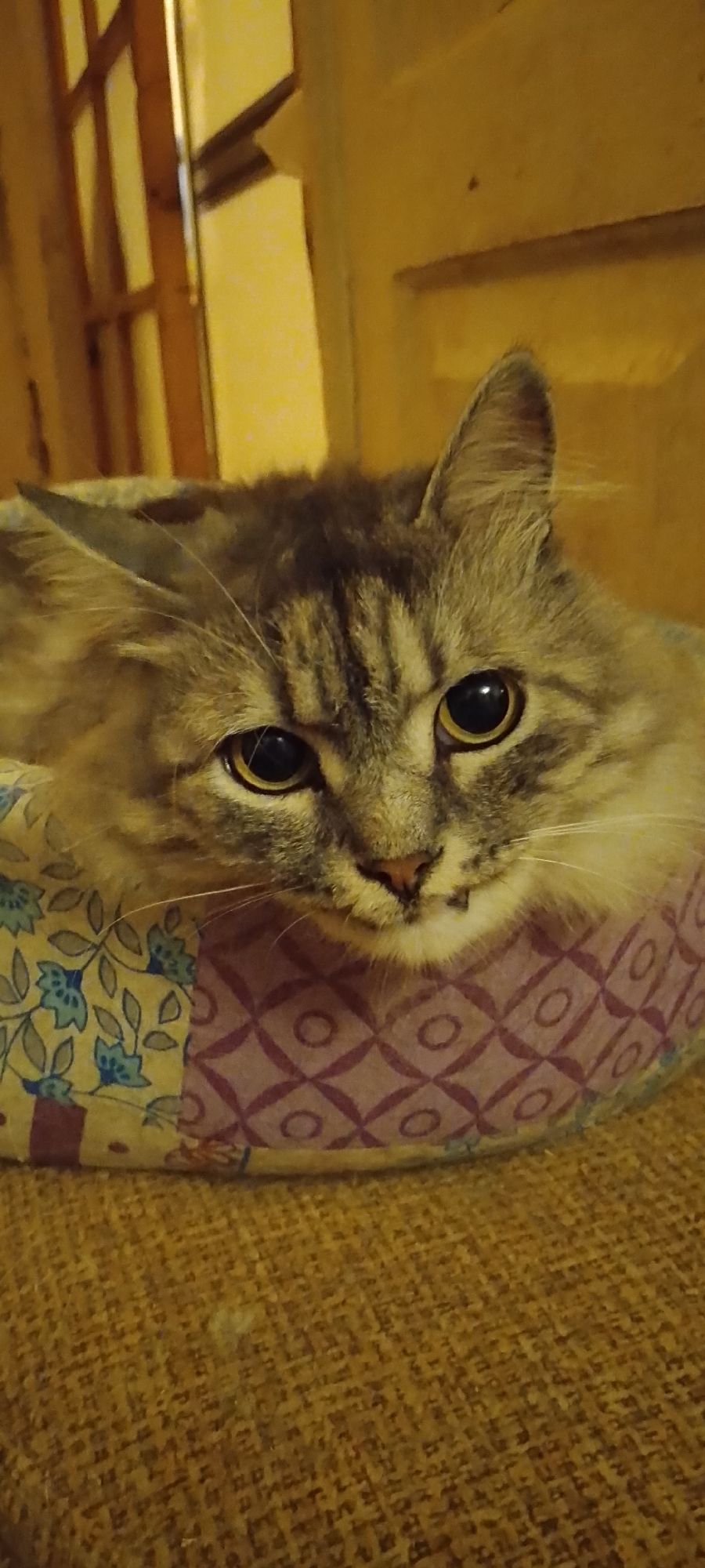 The image shows a close-up of a tabby cat lying in a bed or basket. The cat has grey and brown stripes and yellow eyes. It is looking directly at the camera. The bed is made of fabric with a floral pattern on the left side and a geometric pattern on the right. The background is out of focus and appears to be a room with warm lighting. The location is identified as Belgorod, Russia.