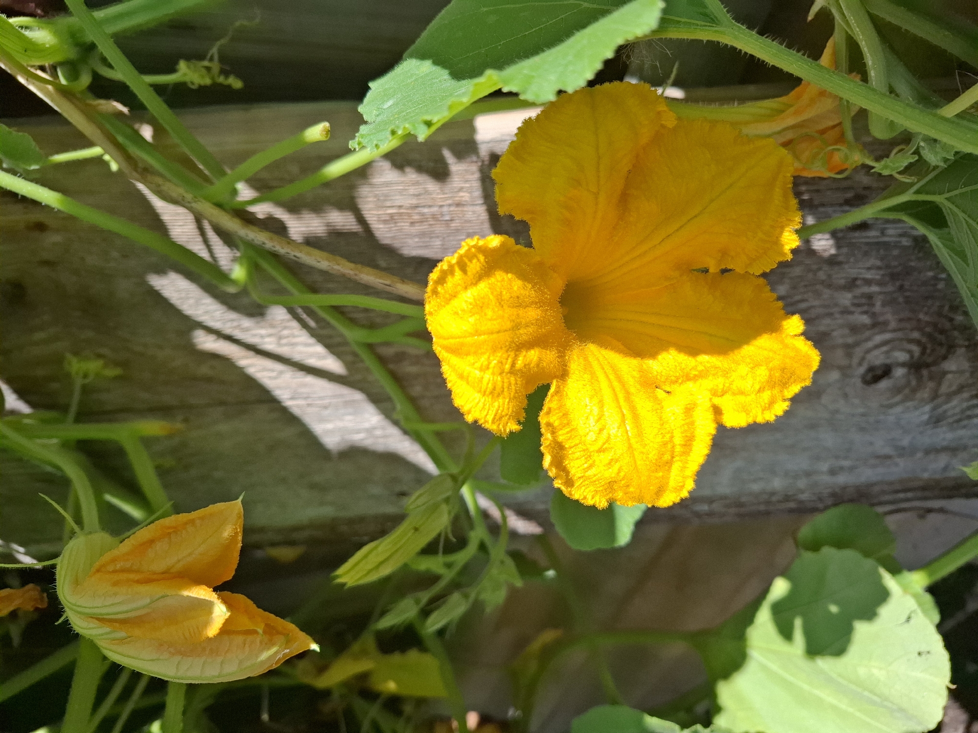 The image shows a close-up of two yellow squash blossoms. One blossom is fully open and faces the camera, its petals ruffled and fuzzy. The other blossom, in the upper left, is still closed, its petals tinged with green. The blossoms are attached to green vines and leaves. In the background, a weathered wooden fence is visible, casting dappled shadows from the sunlight. The scene appears to be in a garden. There is no indication of the city of Tyumen, Russia.