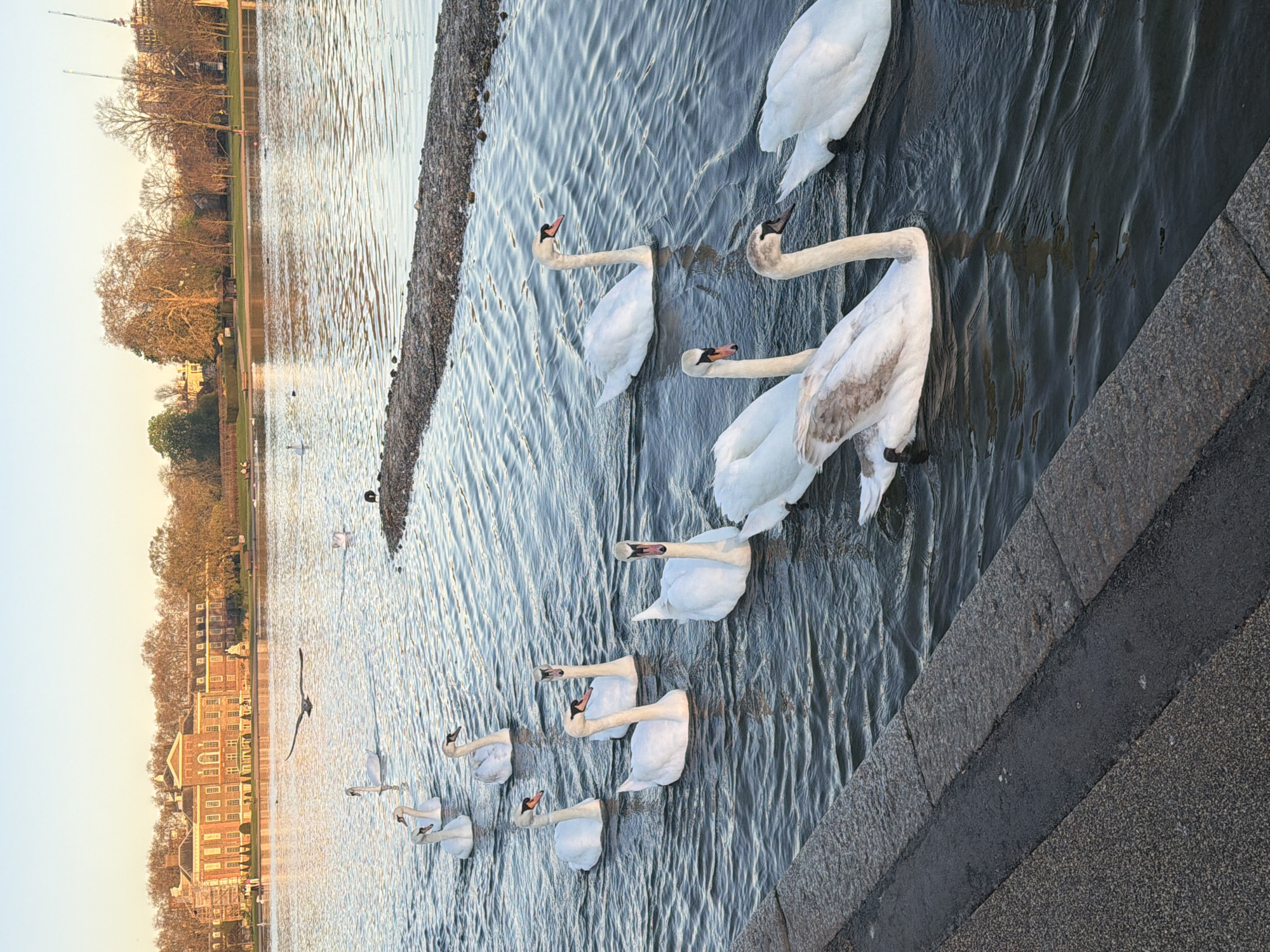 The image depicts a body of water in London, United Kingdom, likely a part of Kensington Gardens or Hyde Park given the presence of Kensington Palace in the background. A group of swans is gathered near the water's edge, some partially submerged and others standing on the bank. The water has ripples and a dark hue. A stone embankment is visible at the bottom right of the image. Trees line the far side of the water, and the sky is light, indicating either early morning or late afternoon. A bird is flying over the water near the swans.