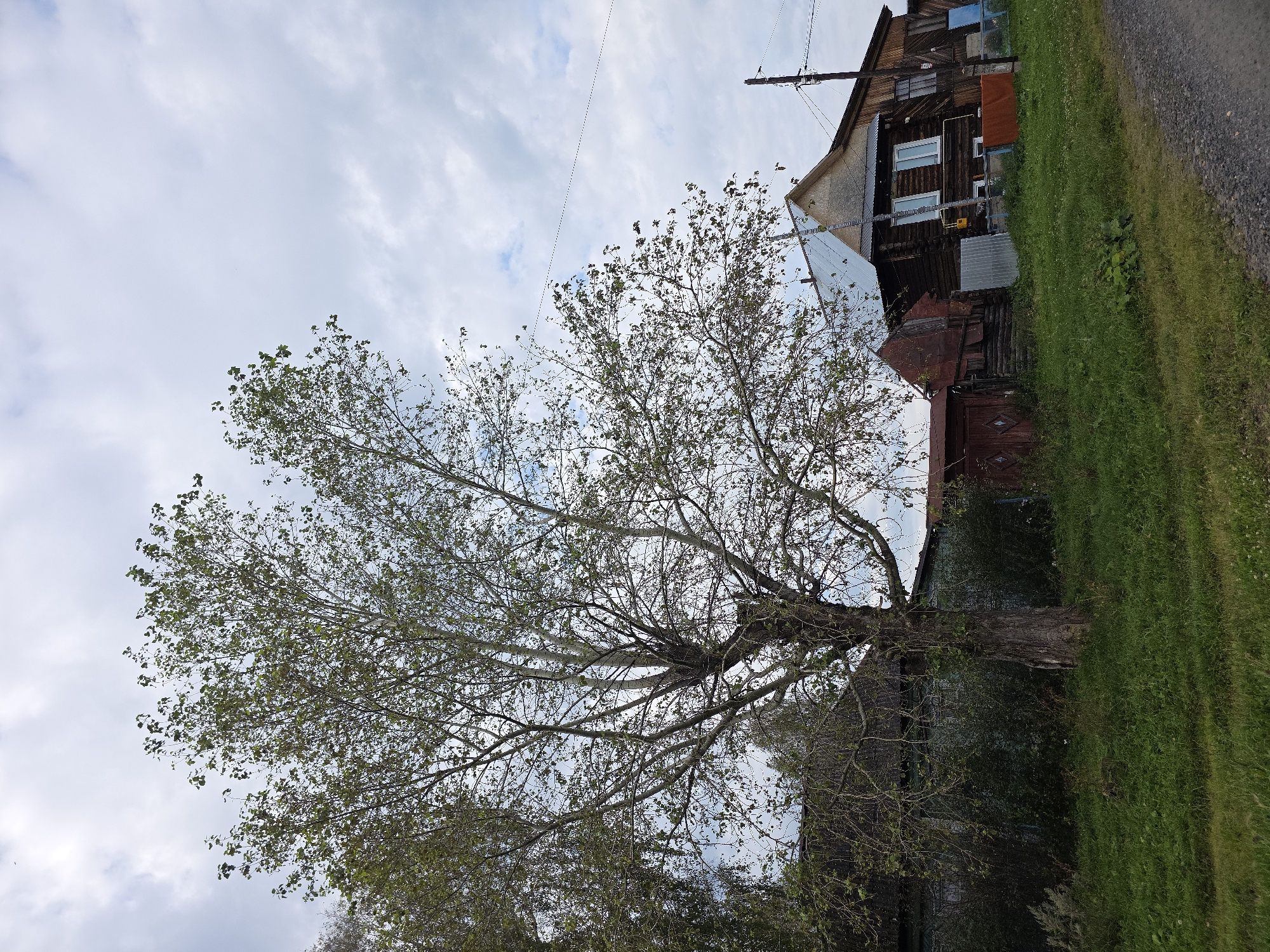 This image depicts a rustic scene in the city of Magnitka, Russia. A large, mature tree with sparse foliage stands prominently in the foreground, its branches reaching towards a cloudy sky. Behind the tree, a collection of wooden structures suggests a residential area. A two-story wooden house with a metal roof is visible, featuring windows and some exterior discoloration. Adjacent to it are smaller wooden outbuildings, one with a red door and another with a corrugated metal siding. The ground is covered with green grass, interspersed with some dirt pathways. Power lines are strung overhead, and a wooden utility pole is present on the right side of the frame. The overall impression is one of a rural or semi-rural setting within Magnitka.