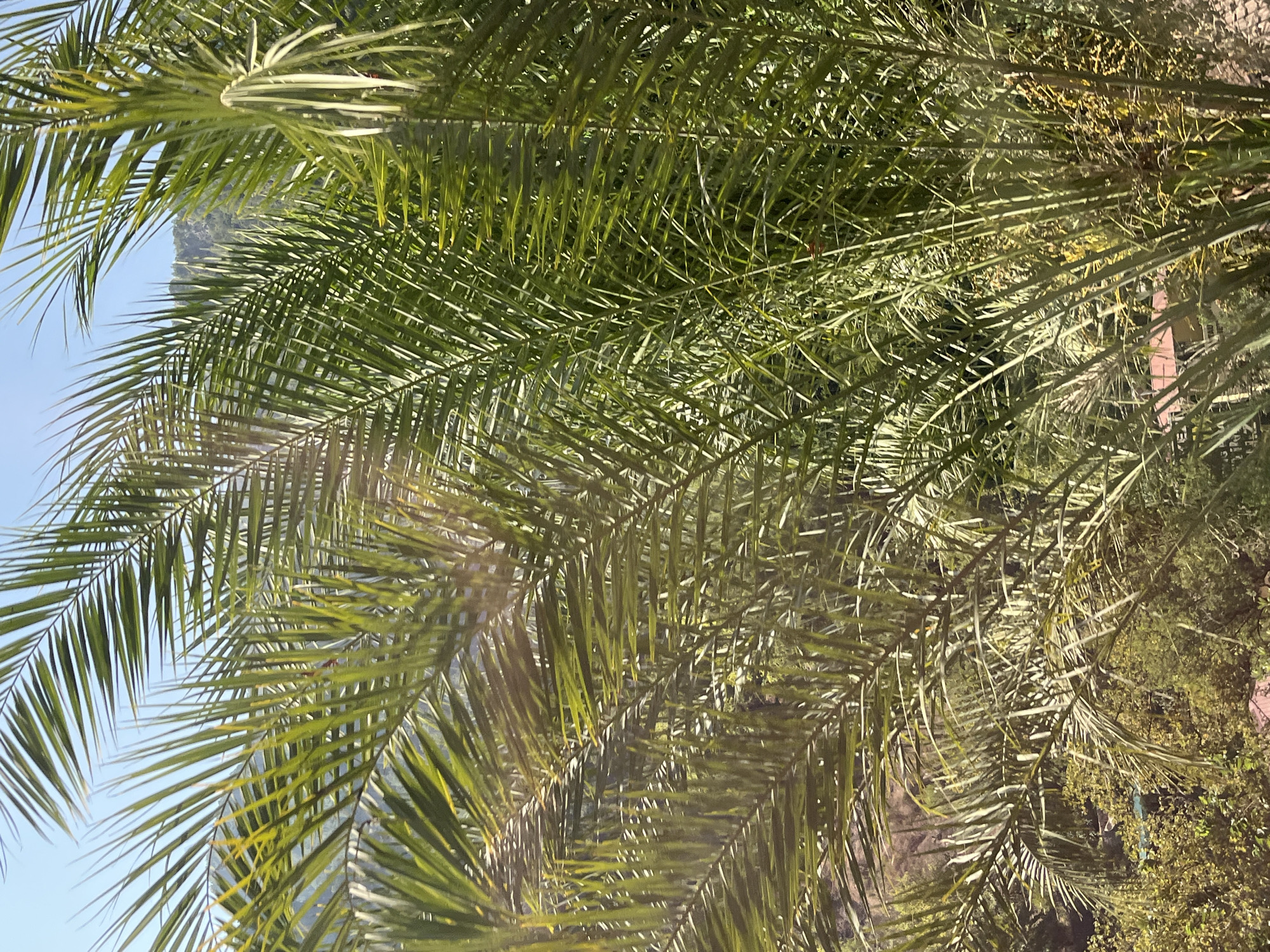 The image shows a close-up view of palm fronds against a bright blue sky. The fronds are a vibrant green and appear to be in sharp focus, with some areas catching the sunlight and appearing lighter. In the background, out of focus, is a distant mountainside with lush vegetation. There are no people or man-made objects visible in the immediate foreground. The overall impression is one of natural scenery, likely in a warm climate. The location is specified as Alanya, Turkey, which is known for its coastal setting and palm trees.