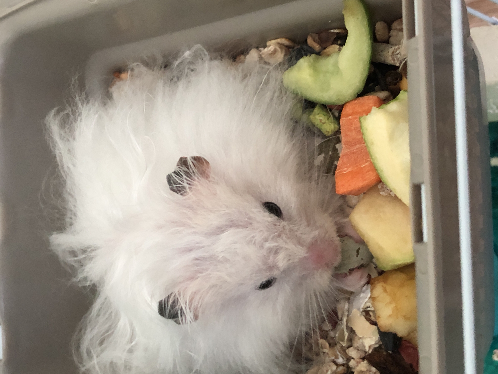A fluffy white hamster with black ear tips is eating in its cage. The cage contains bedding, seeds, and pieces of apple, carrot, and cucumber. The hamster is the primary subject, its face close to the food. The environment is the interior of a plastic hamster cage.