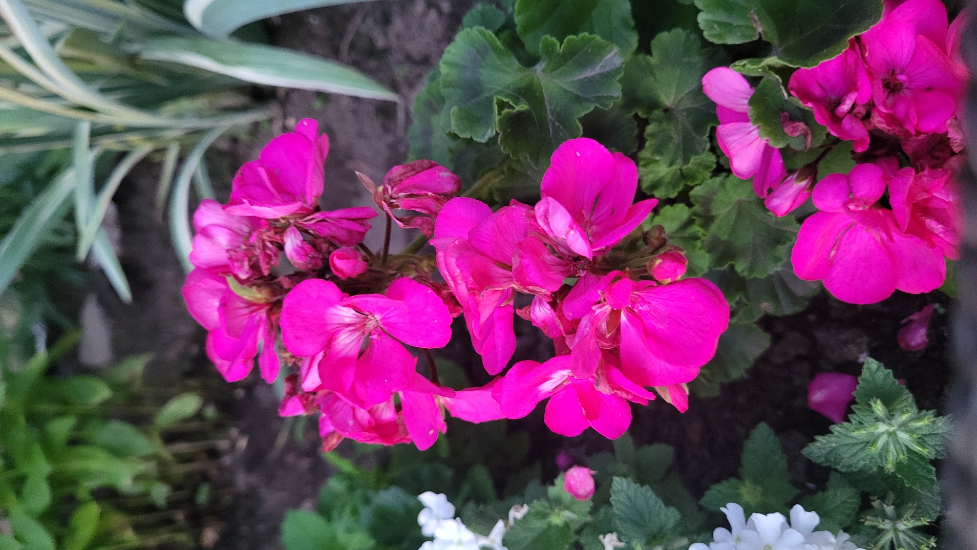 A cluster of vibrant magenta geranium flowers is the central focus of this close-up, vertical photograph. The flowers, with their delicate, layered petals, are in full bloom, some with lighter white streaks near their centers. Surrounding the geraniums are lush green leaves, some of which have a scalloped edge, characteristic of the plant. In the background, out-of-focus elements suggest a garden setting. To the left, a few small white flowers are visible, along with hints of green foliage. In the upper right quadrant, the striped leaves of another plant, possibly an ornamental grass, add a touch of variegation to the scene. The ground appears to be dark soil. There are no people or animals present. The overall impression is one of a well-maintained garden, likely in a residential or public park area. This image could be taken in any garden in Prešov, Slovakia, given the commonality of geraniums and similar garden flora.