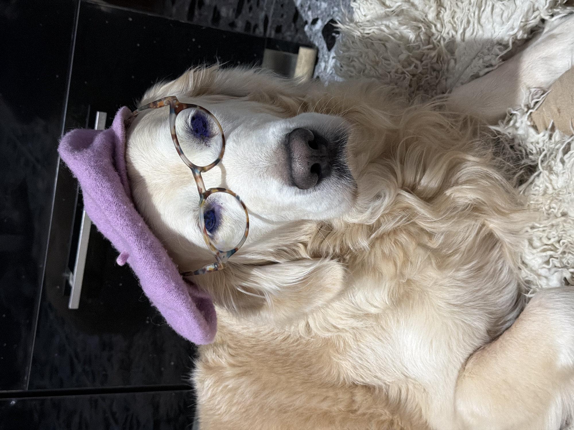 A golden retriever dog is the central subject of this close-up, humorously posed indoor photograph. The dog is lying on its back or side, looking directly at the camera with a calm expression. It is wearing a pair of eyeglasses with a stylish tortoiseshell frame, resting on its snout and ears. A soft, fuzzy, light purple fabric item, resembling a headband or a folded cloth, is placed on its head, covering its left ear.
The dog's light golden fur is prominent, appearing soft and well-groomed. Its dark nose and visible whiskers add to its detailed appearance. The background consists of a light-colored, shaggy, possibly faux fur rug or blanket on the right and beneath the dog, providing a cozy texture. On the left, a dark, reflective surface, possibly a tiled floor or countertop, is visible.
The scene captures a whimsical moment, presenting the dog in a humanized fashion with the glasses and head accessory. There are no visible signs of activity beyond the dog resting and posing. The lighting suggests an indoor setting. No text is visible in the image. While the location context of Tbilisi, Georgia was provided, there are no specific visual cues within the image to confirm this location.