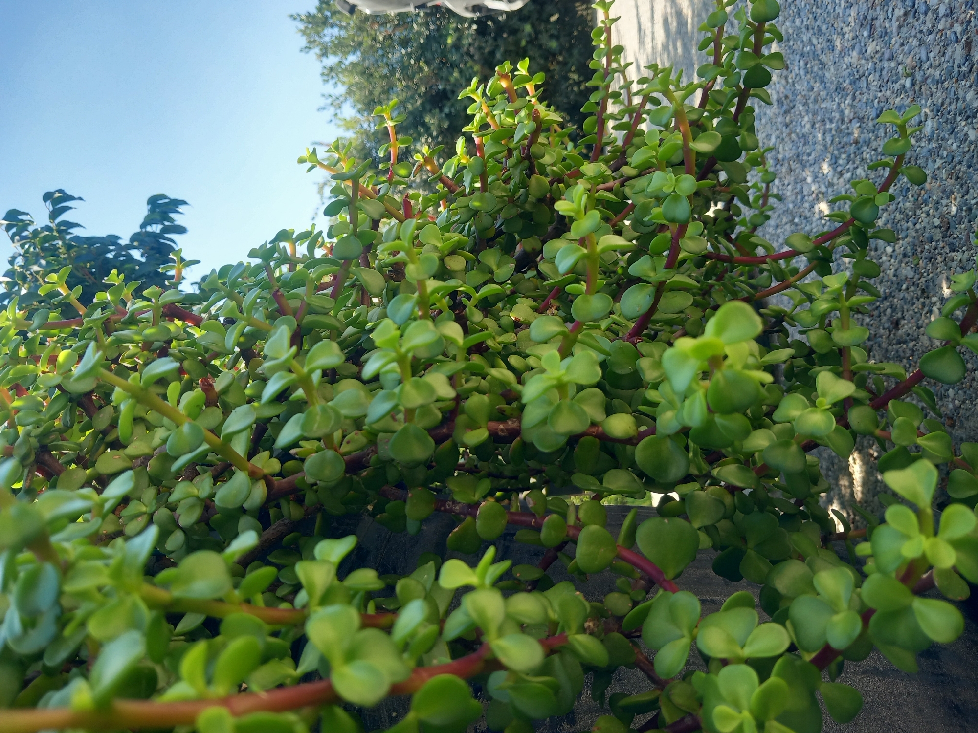 The image shows a close-up of a lush, green succulent plant with thick, rounded leaves and reddish stems. The plant is growing vertically and appears to be cascading over a dark, textured wall on the left side of the frame. The background reveals a dappled area of gravelly ground and out-of-focus greenery, including trees and a bright blue sky. The lighting suggests it is daytime, with sunlight illuminating the plant. The scene is located outdoors, on a wall in the city of Άγιος Νεκτάριος, Greece.