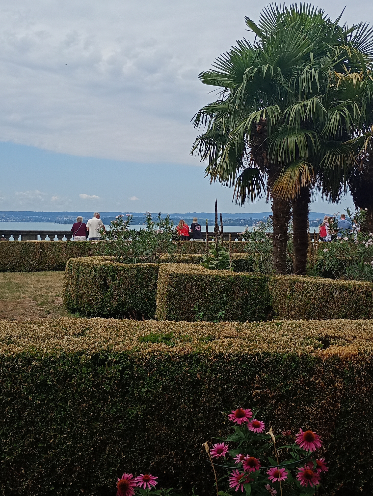 The image depicts a view of a formal garden with manicured hedges and palm trees, overlooking a body of water, likely Lake Constance, with a distant shoreline and buildings visible. In the foreground, several rows of neatly trimmed hedges create a maze-like structure. Two palm trees stand prominently on the right side of the frame, their fronds extending towards the sky. In the mid-ground, several people are seated or standing along a low wall overlooking the water. The sky is partly cloudy. This scene is likely located in Meersburg, Germany, a town known for its picturesque setting on Lake Constance and its well-maintained gardens.