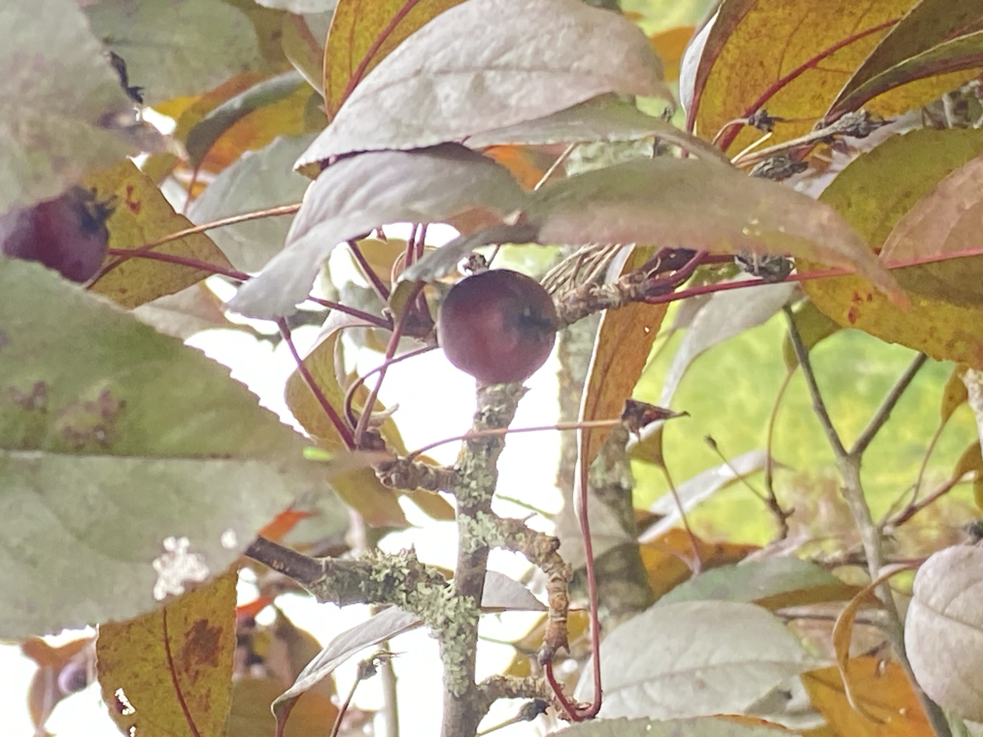 The image shows a close-up view of a crabapple tree branch with several small, dark red crabapples and a mix of green, yellow, and reddish-brown leaves. Some of the leaves appear to be decaying or have spots. The branch itself is covered in light green lichen. The background is out of focus, with areas of bright green suggesting foliage or grass. There are no people visible in the image. The image does not contain information about the location in Chulis, Russia.